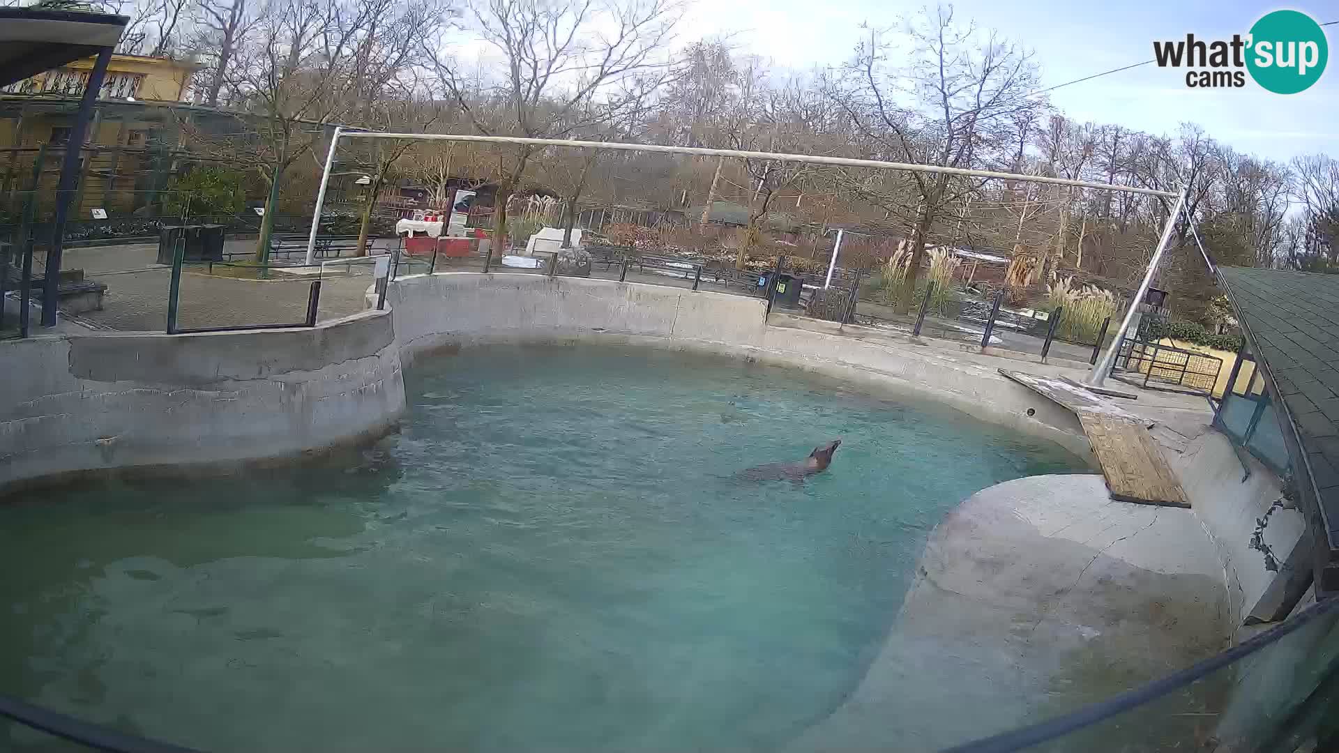 Zoo Zagreb –  León marino de California