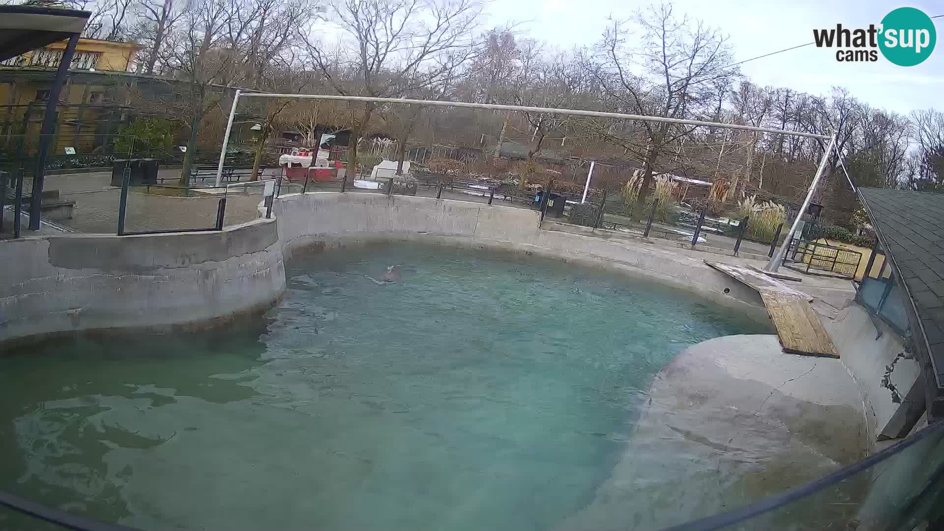 Zoo Zagreb – California Sea Lion