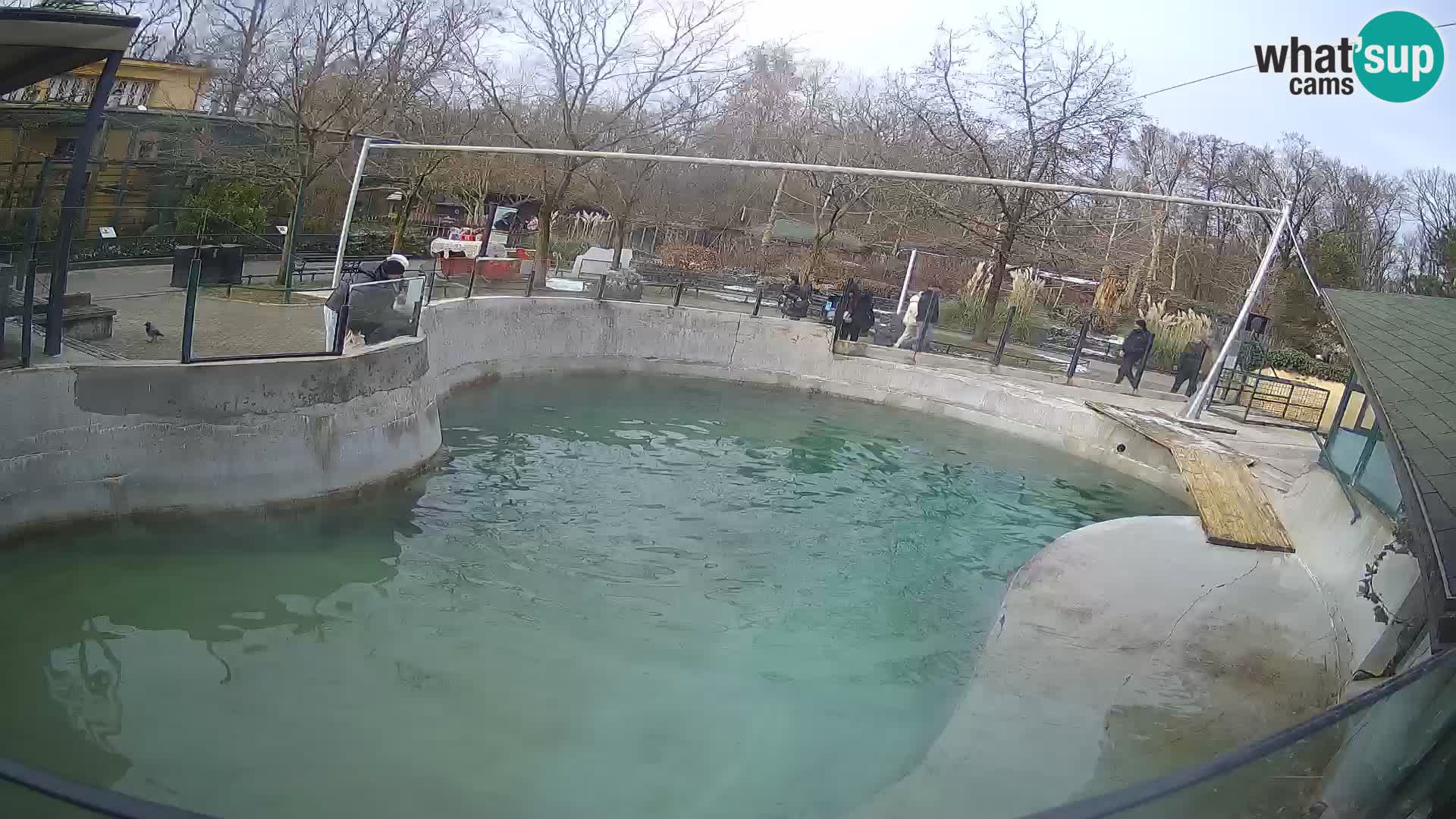 Zoo Zagreb –  León marino de California