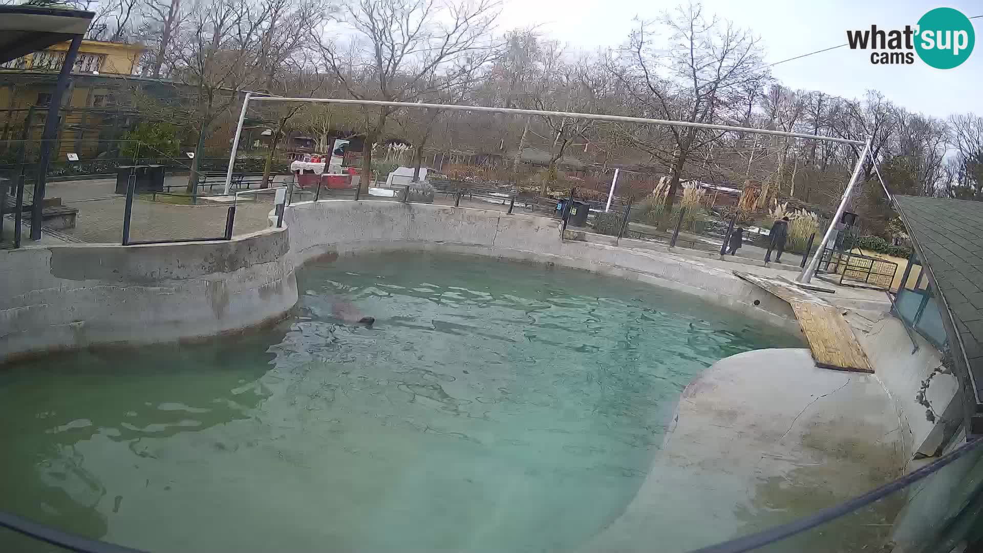 Zoo Zagreb –  León marino de California