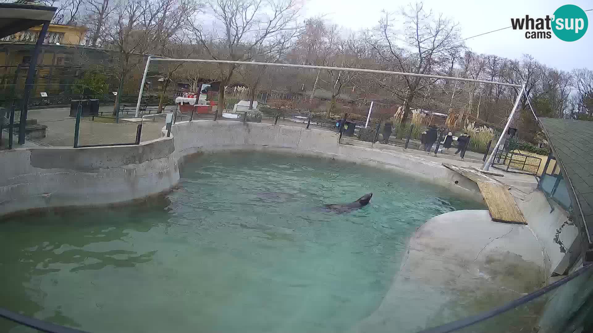 Zoo Zagreb – Kalifornijski morski lav