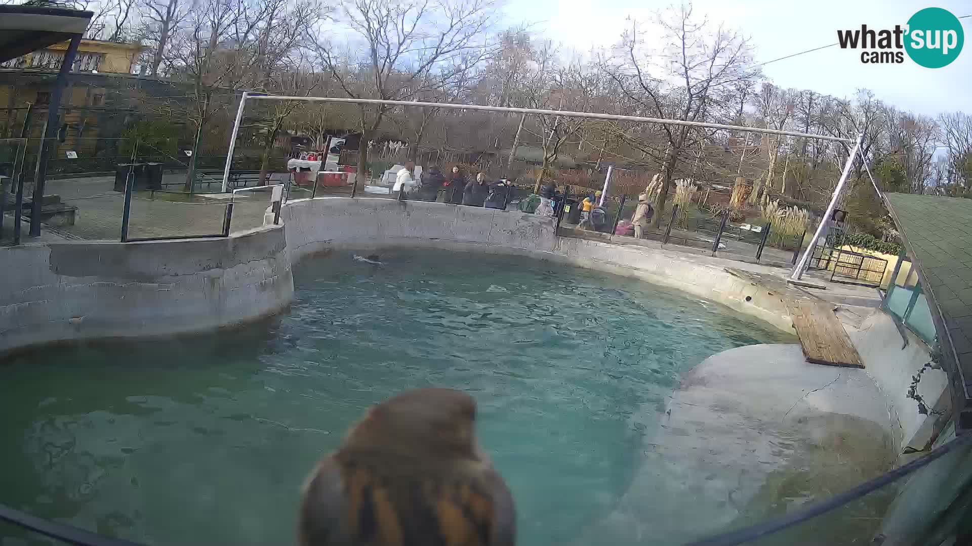 Zoo Zagreb –  León marino de California