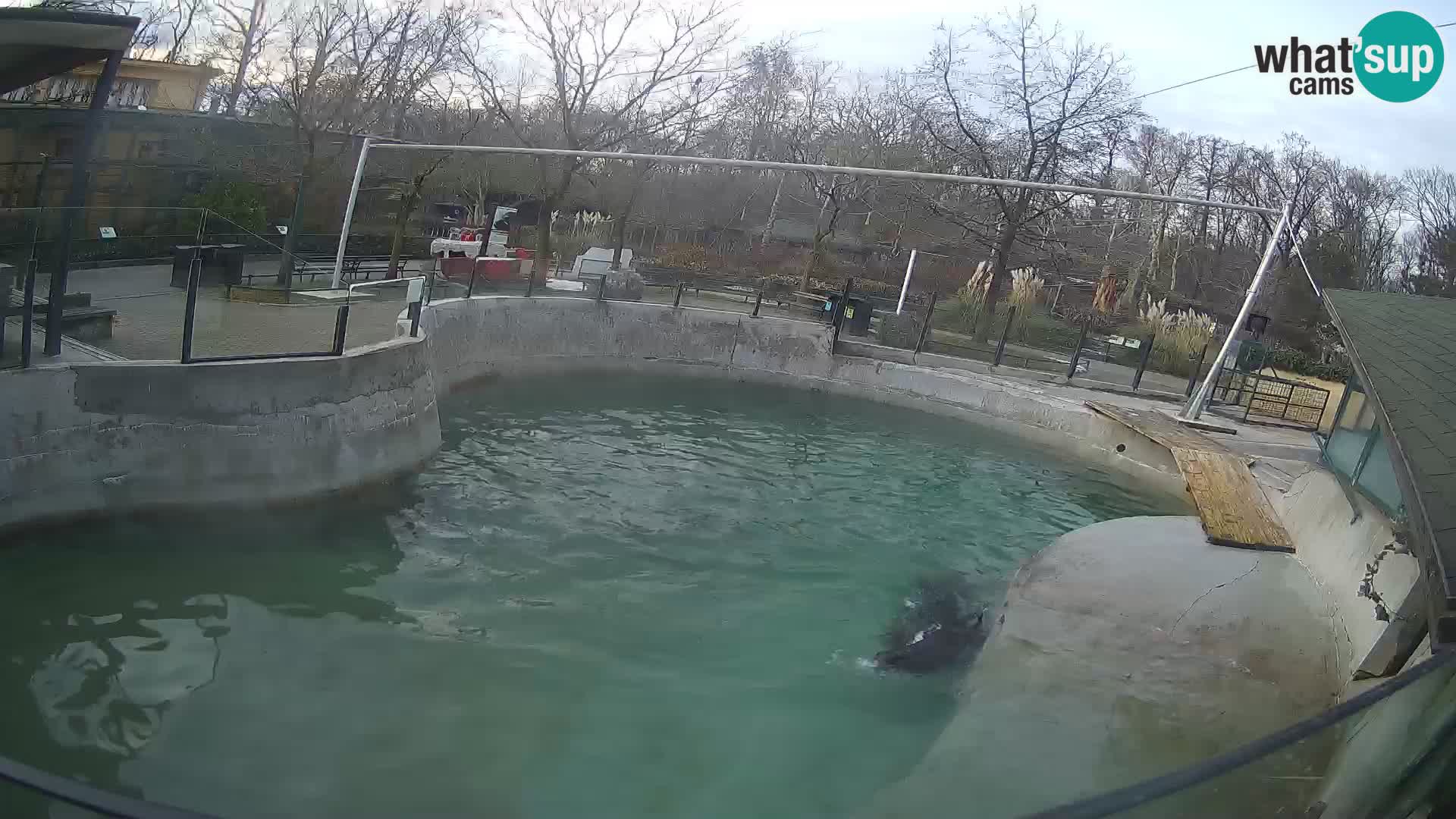 Zoo Zagreb – California Sea Lion