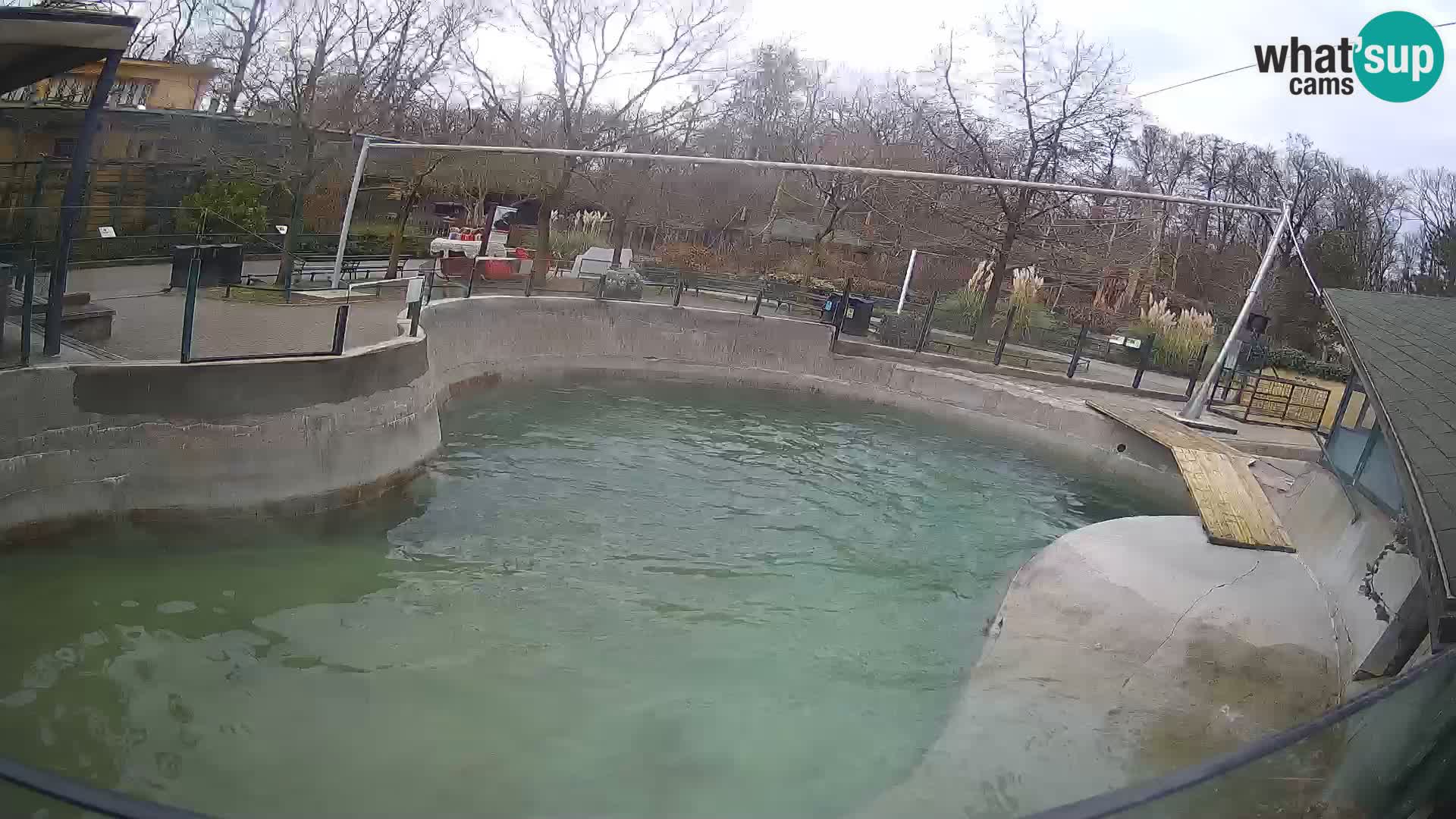 Zoo Zagreb – California Sea Lion