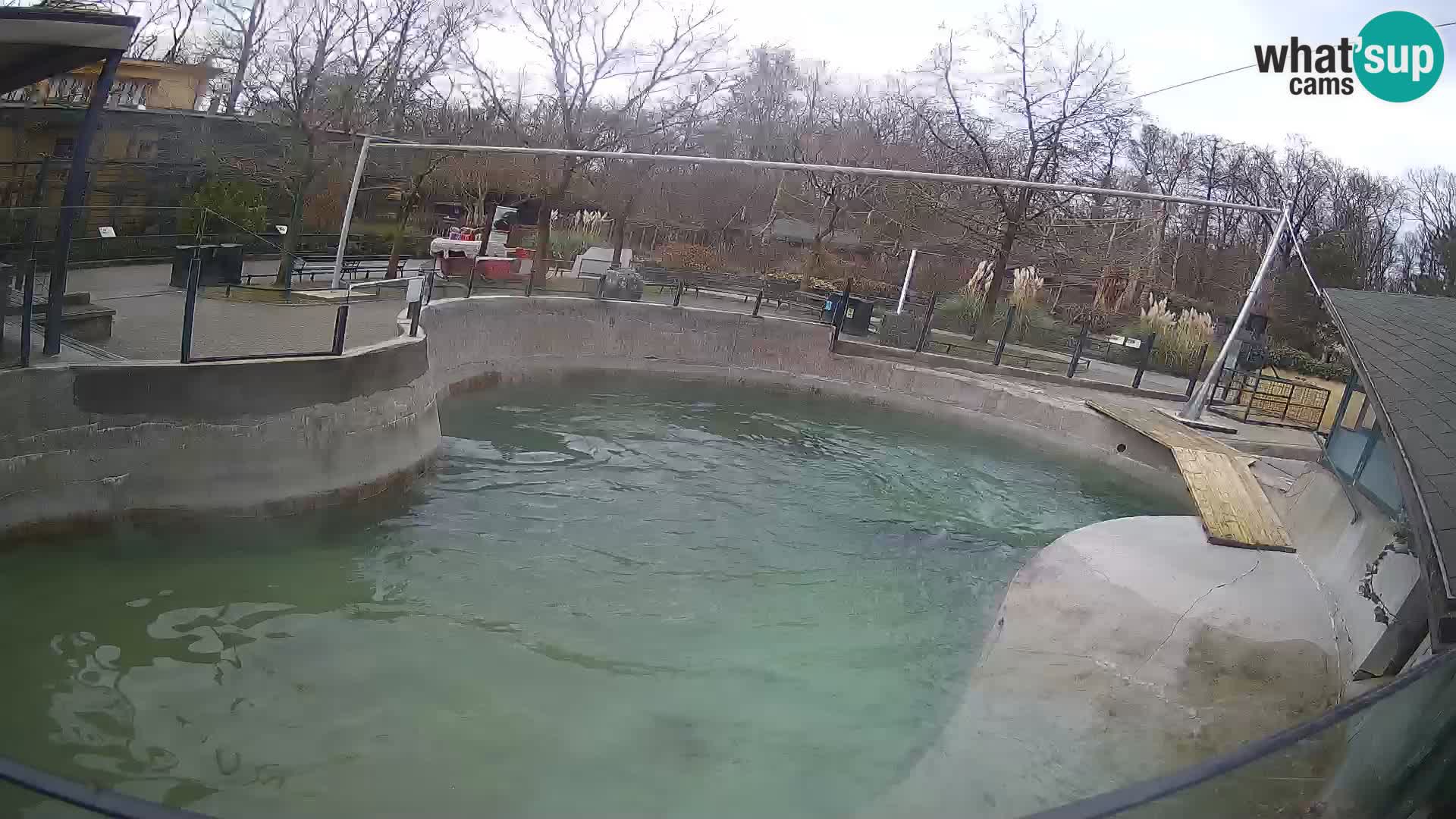 Zoo Zagreb – California Sea Lion