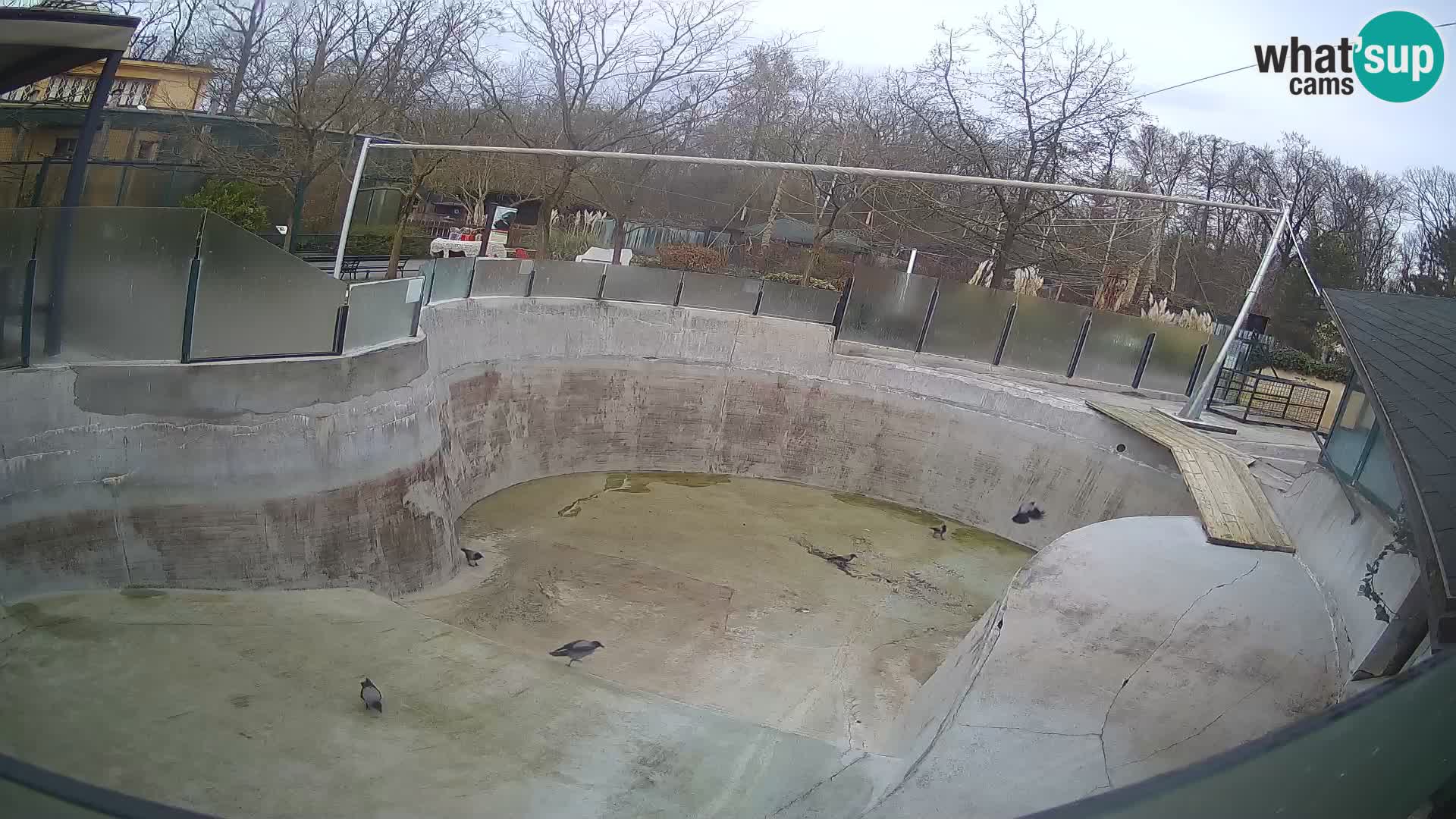 Zoo Zagreb –  León marino de California