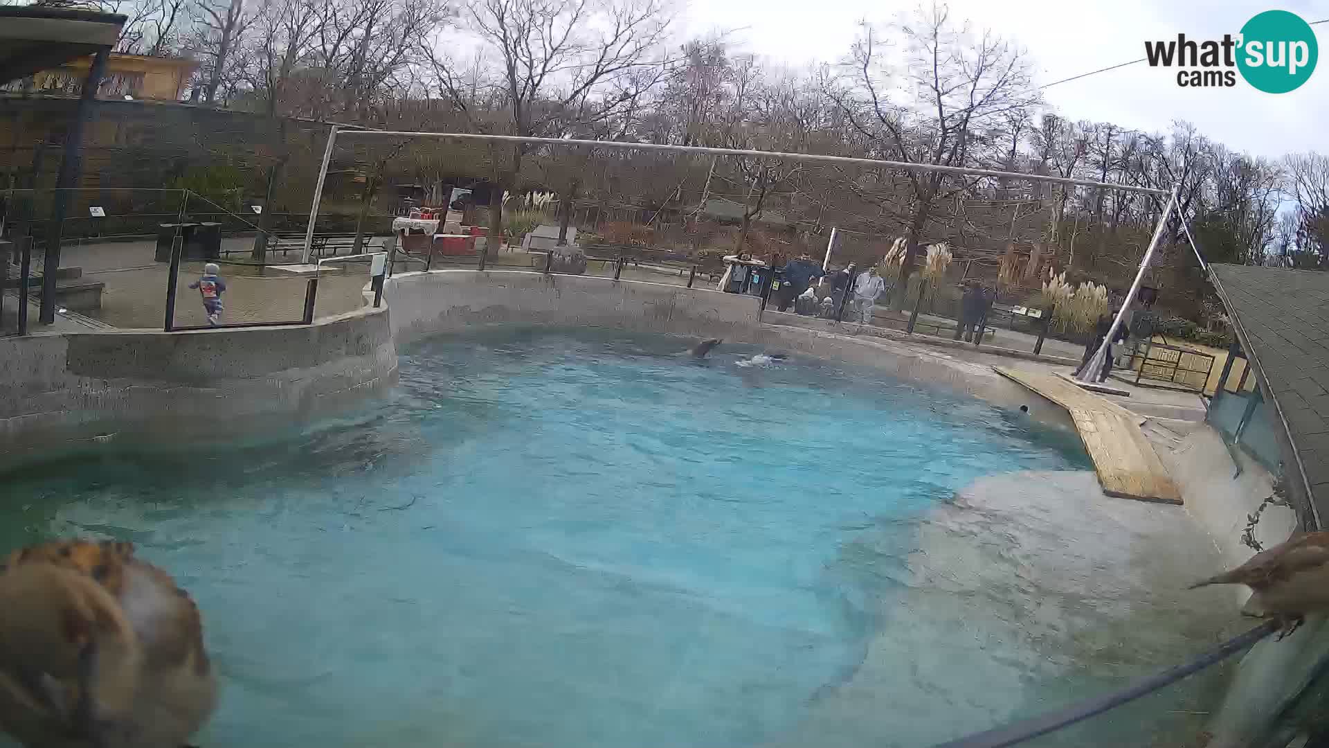 Zoo Zagreb – California Sea Lion