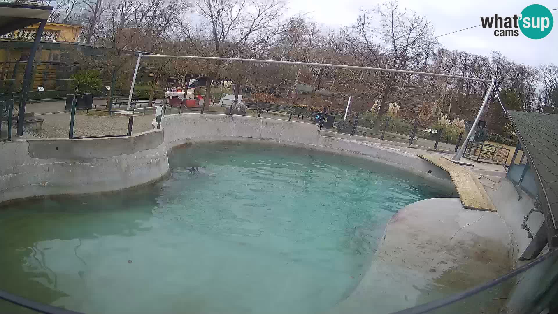 Zoo Zagreb –  León marino de California