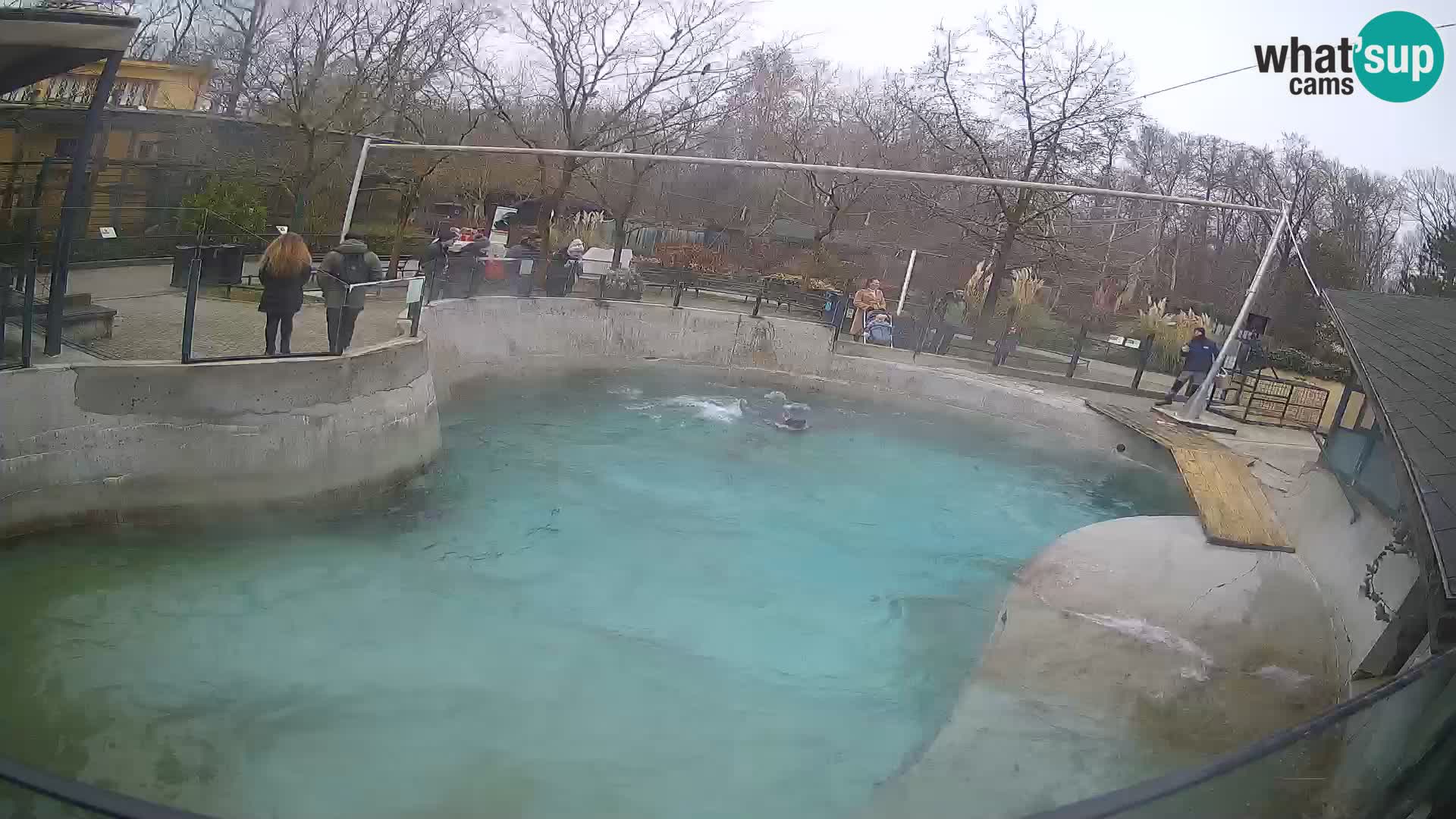 Zoo Zagreb – California Sea Lion