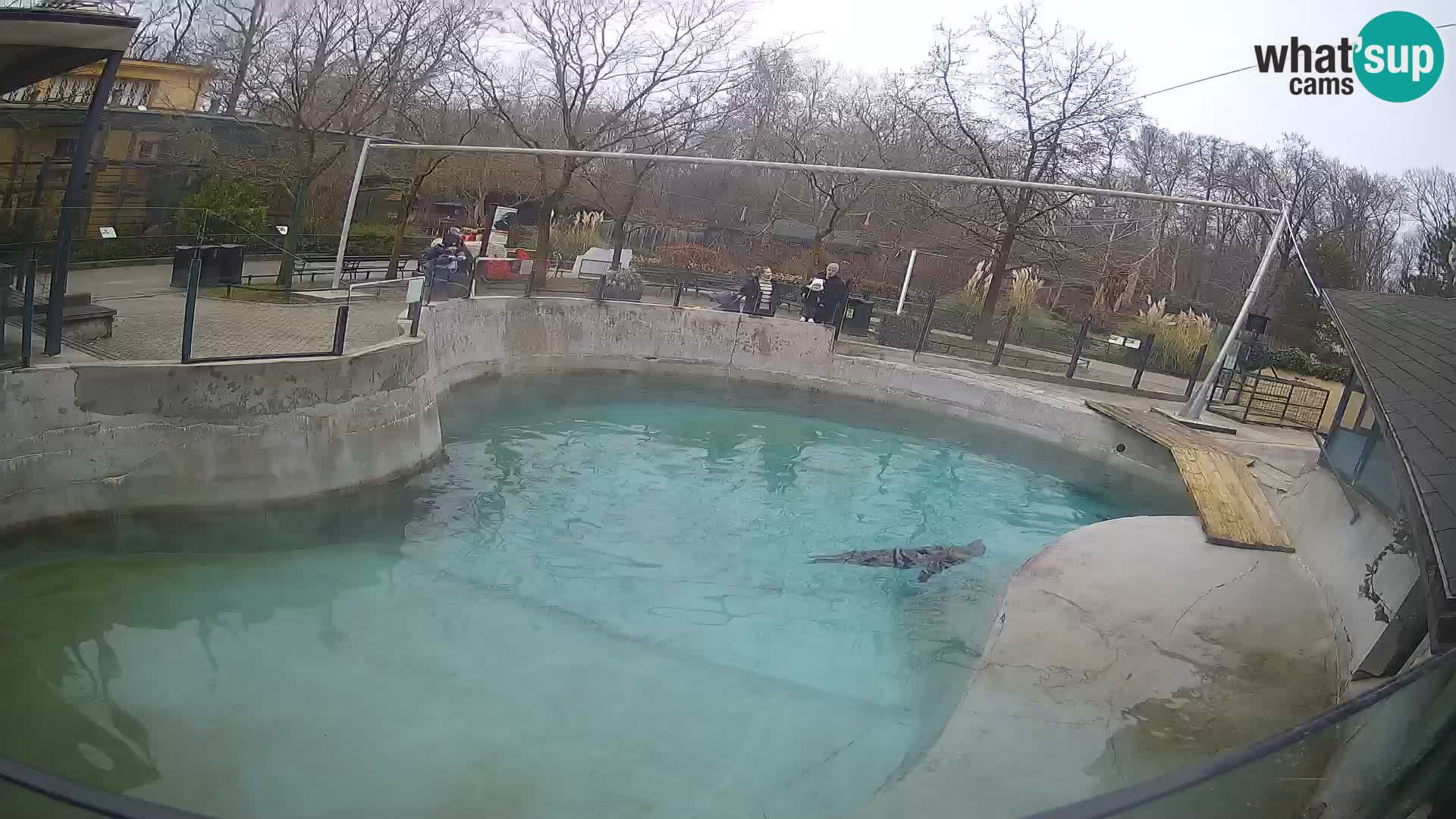 Zoo Zagreb – California Sea Lion