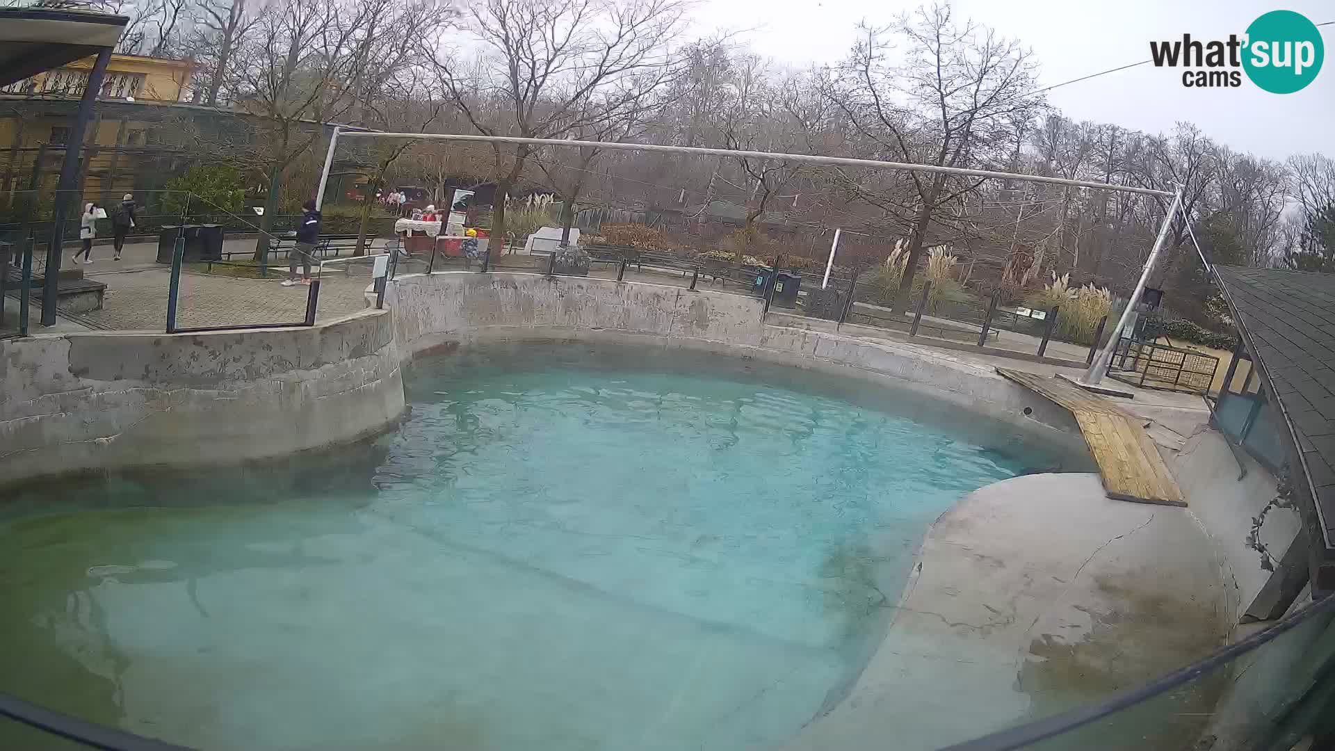 Zoo Zagreb – California Sea Lion