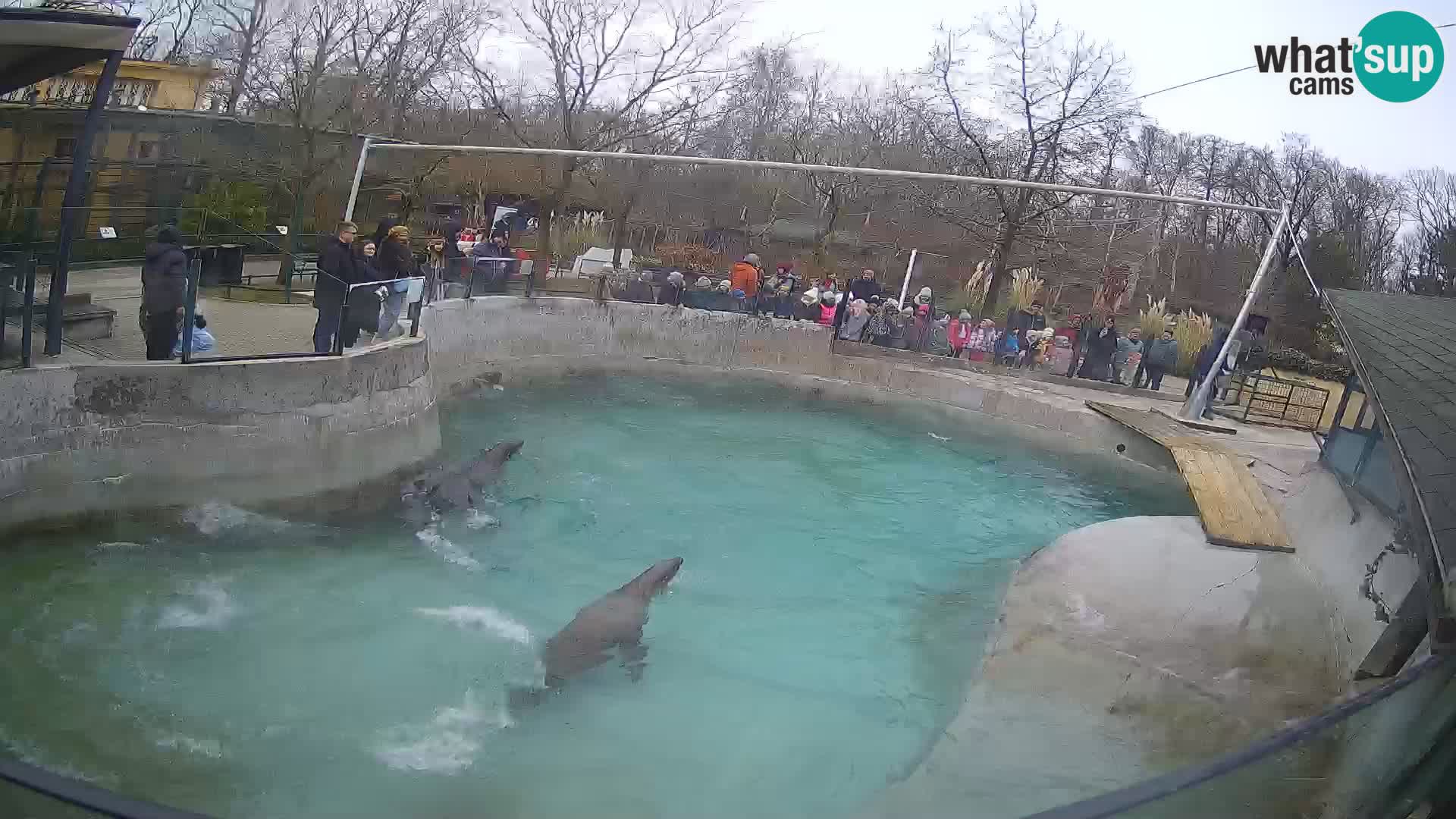 Zoo Zagreb –  León marino de California