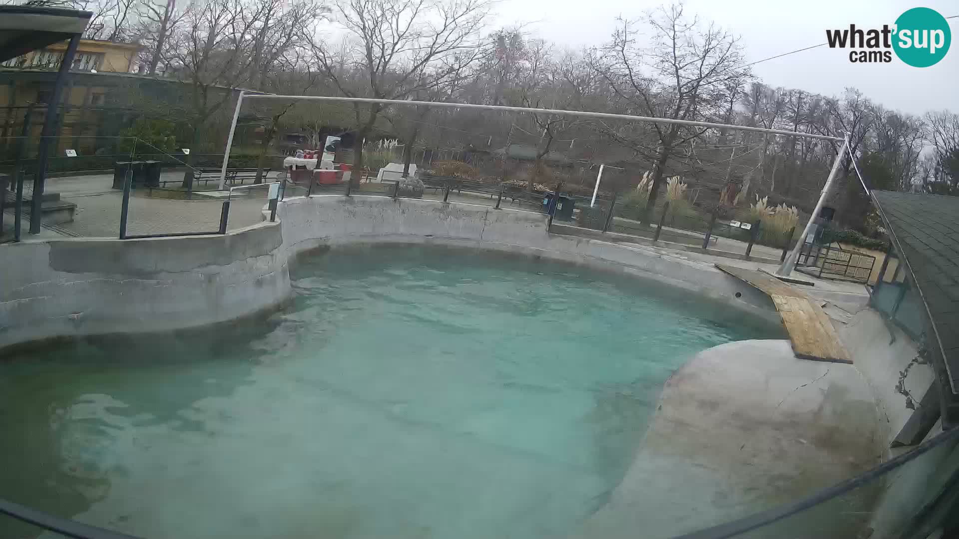 Zoo Zagreb – California Sea Lion