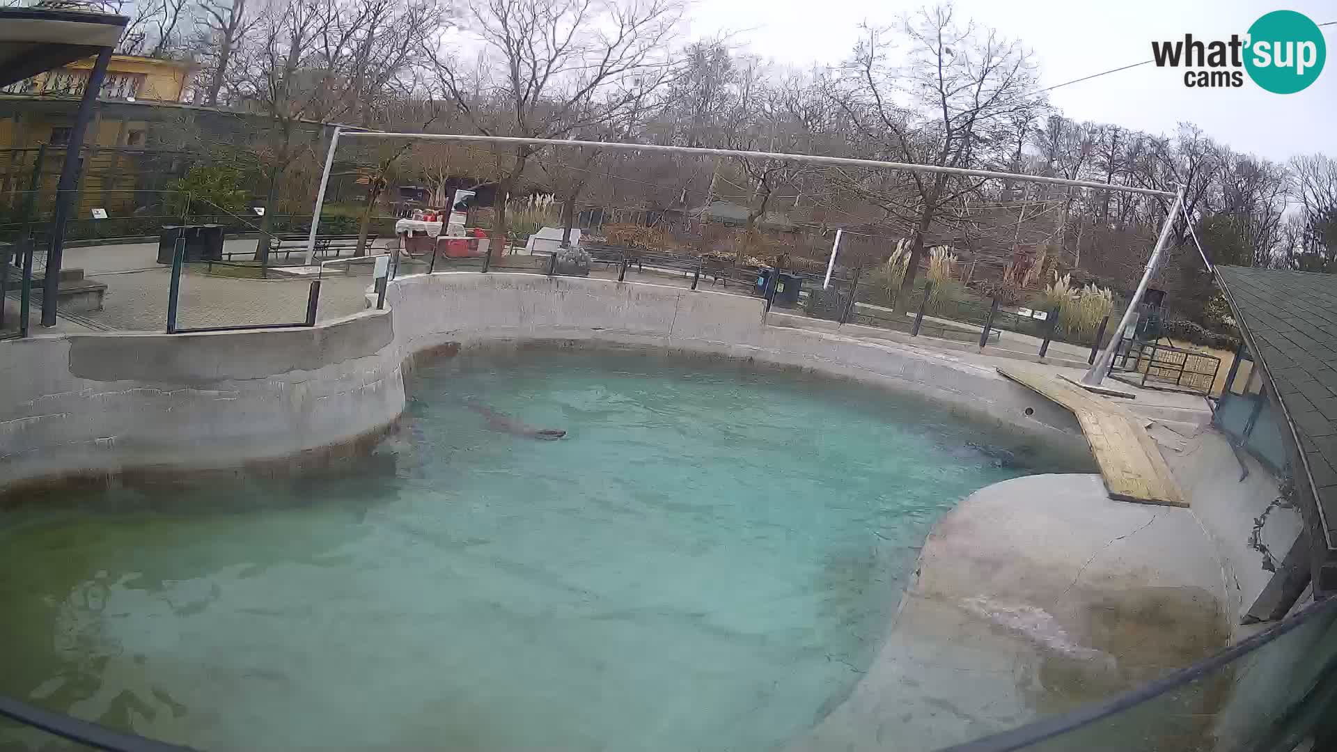 Zoo Zagreb – California Sea Lion