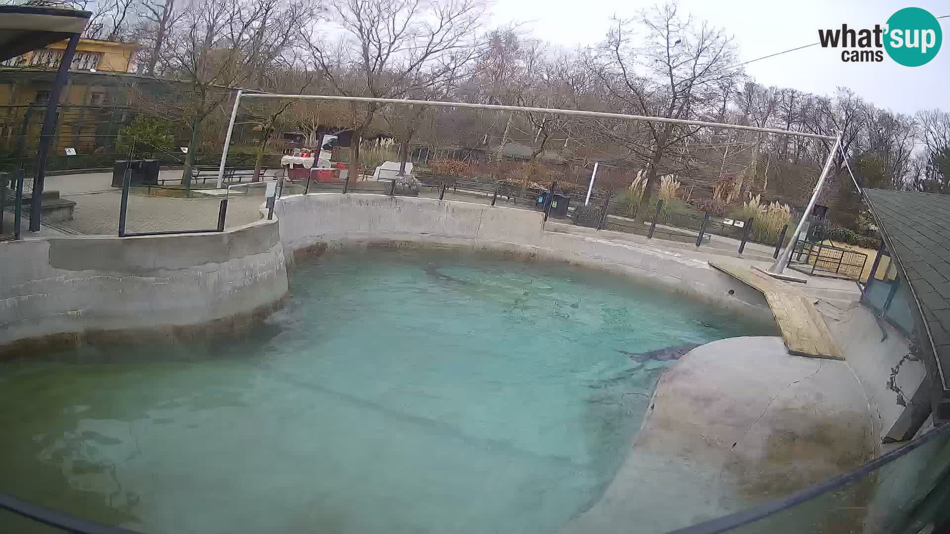 Zoo Zagreb – California Sea Lion