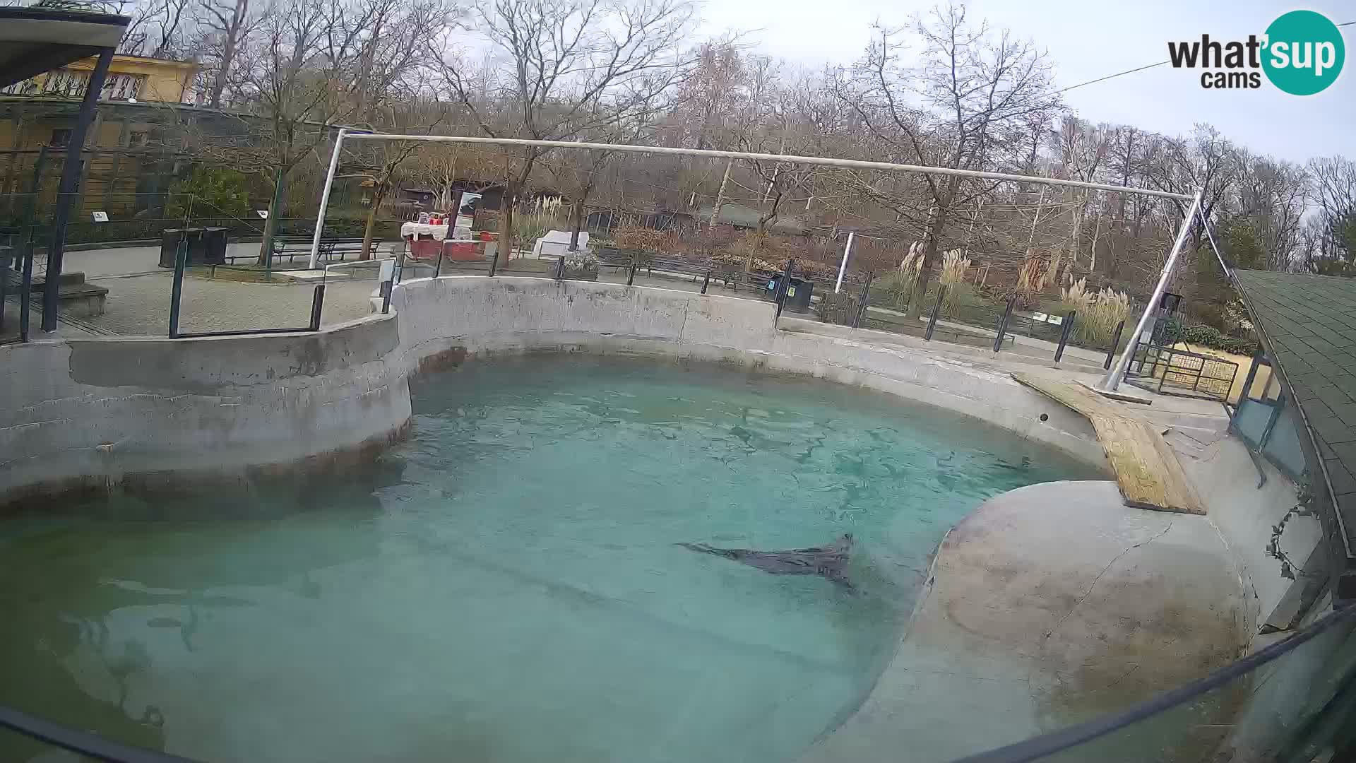 Zoo Zagreb – Kalifornischer Seelöwe