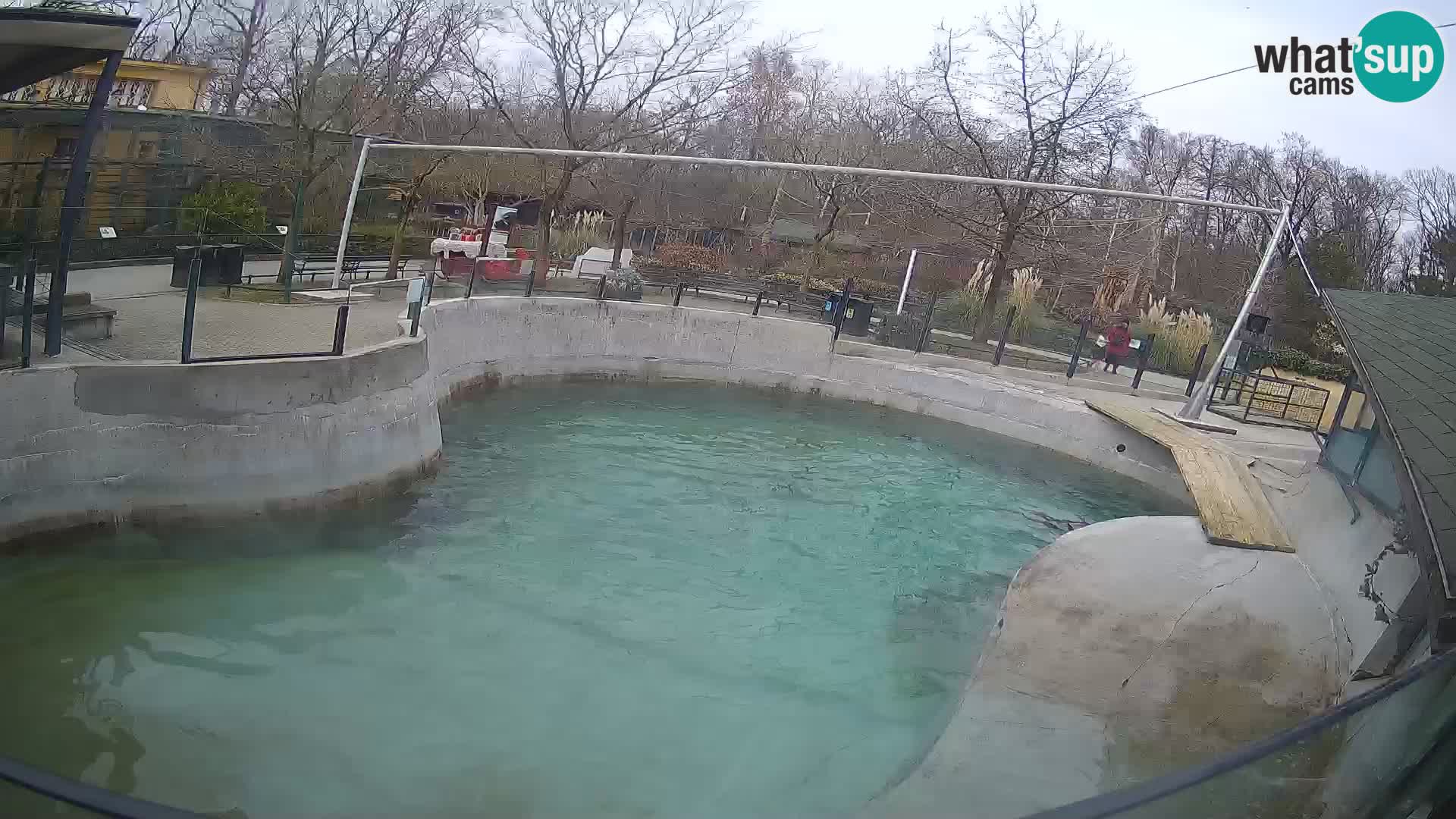 Zoo Zagreb – California Sea Lion