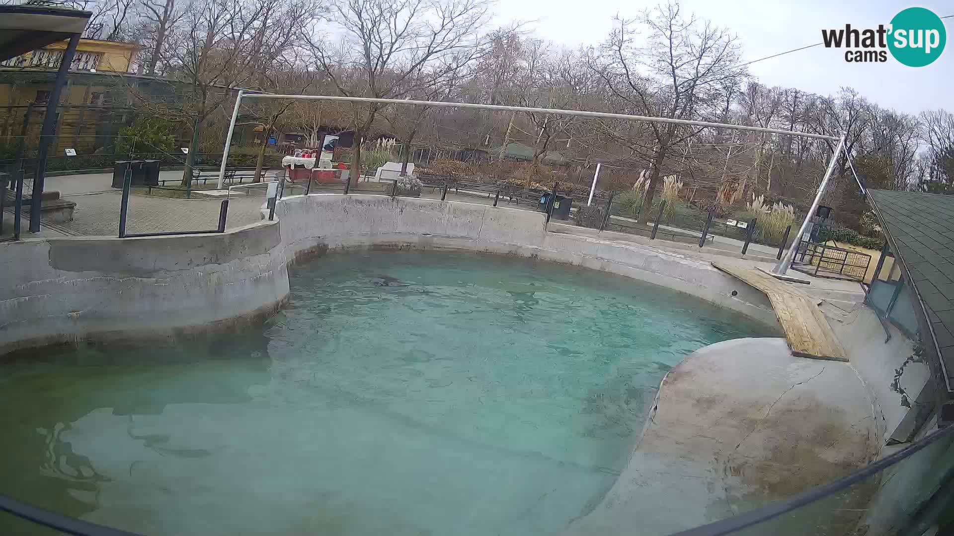 Zoo Zagreb – California Sea Lion