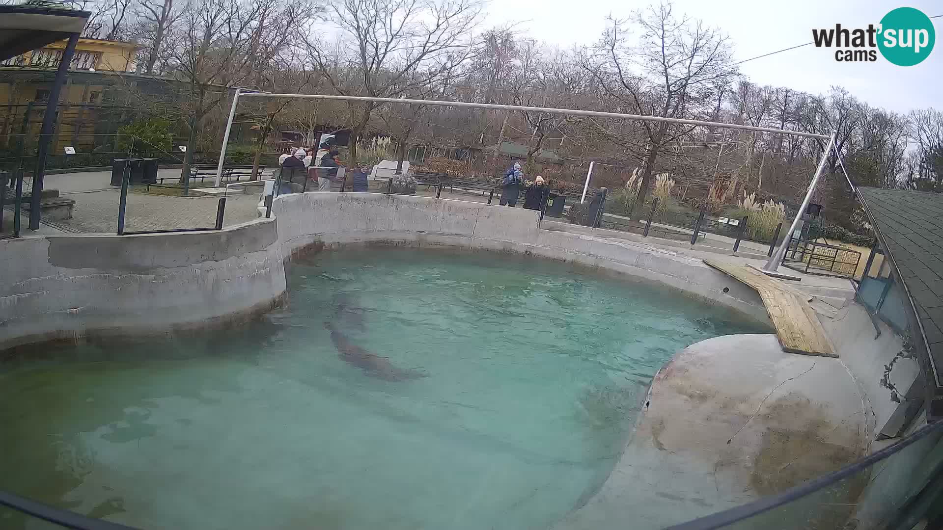 Zoo Zagreb – California Sea Lion