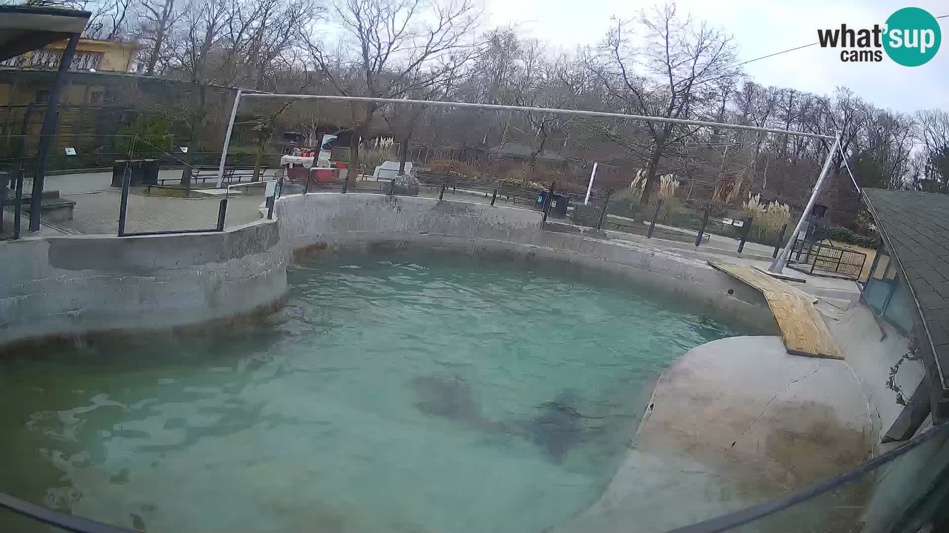 Zoo Zagreb – California Sea Lion