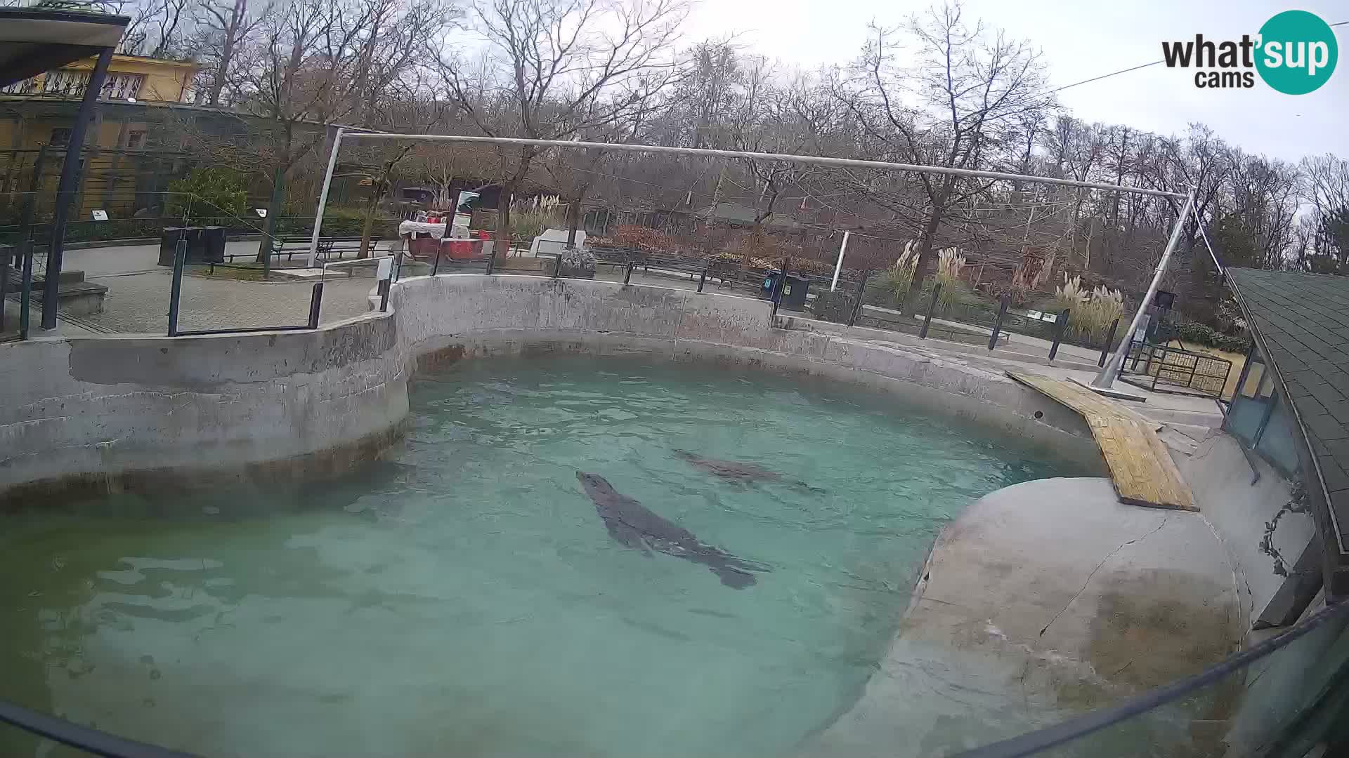 Zoo Zagreb – California Sea Lion