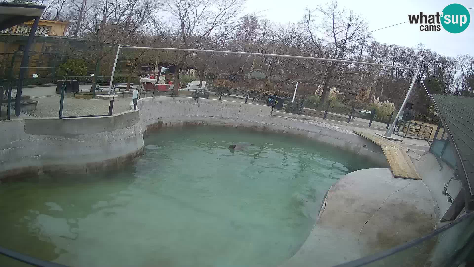 Zoo Zagreb – California Sea Lion