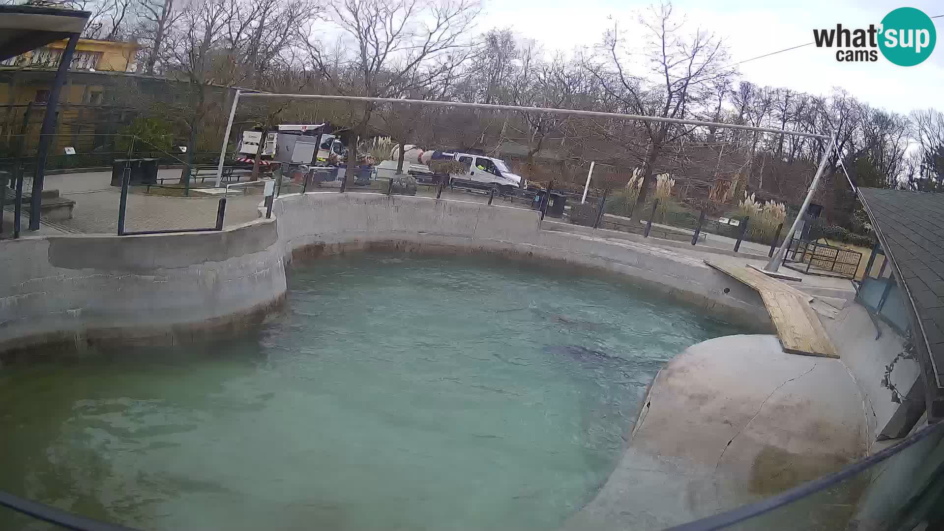 Zoo Zagreb –  León marino de California