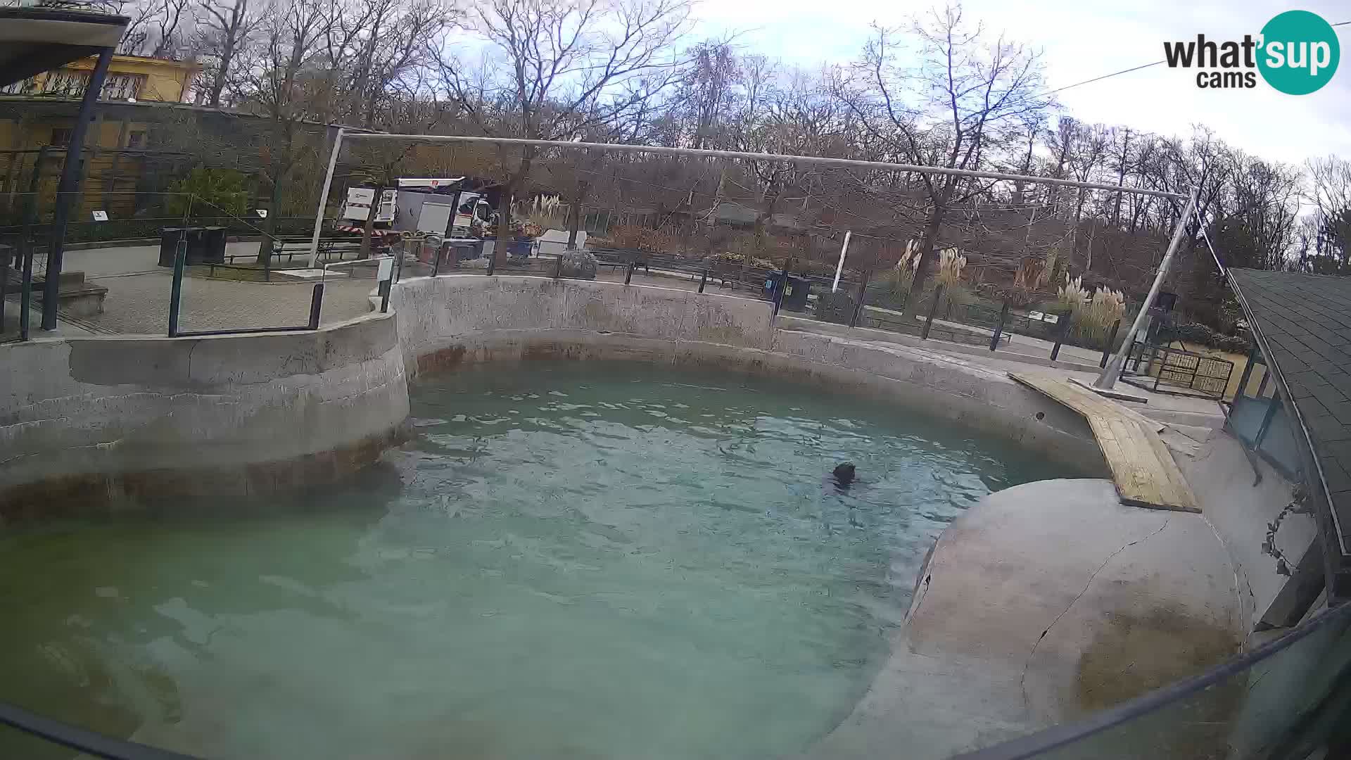 Zoo Zagreb – California Sea Lion