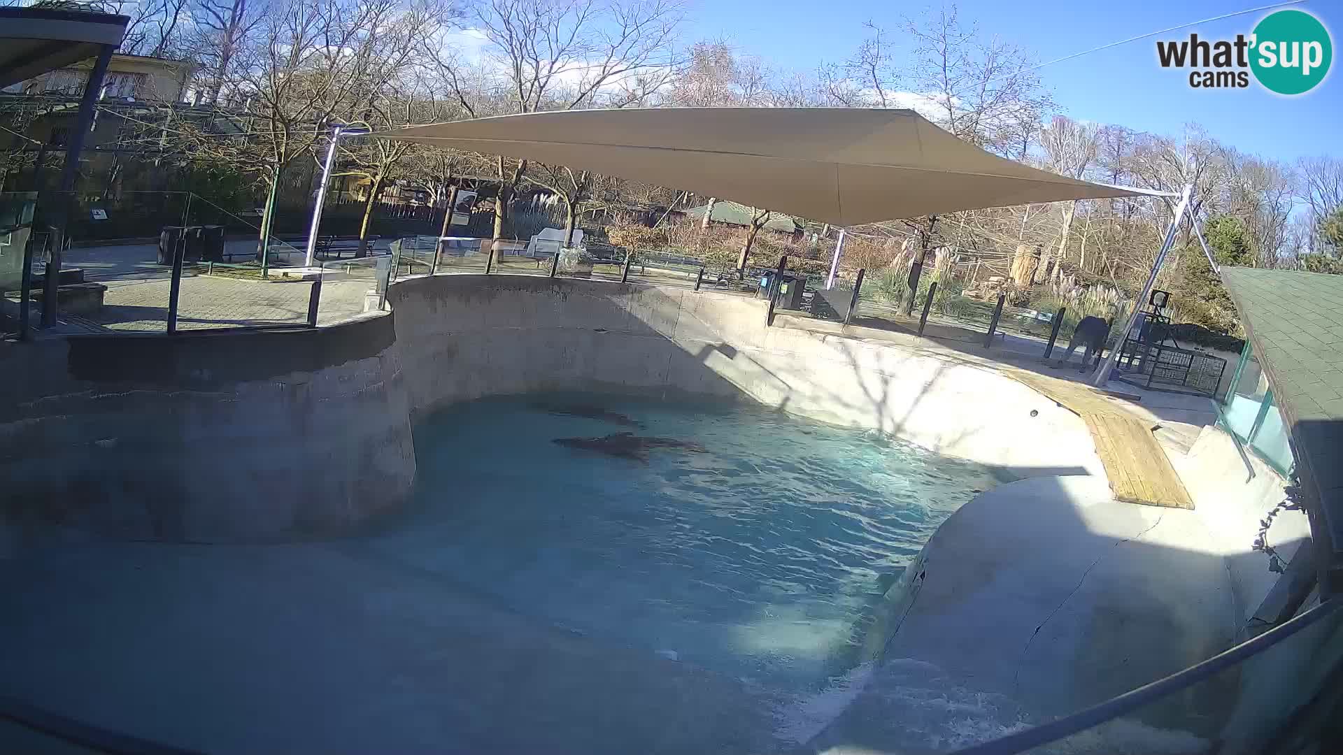 Zoo Zagreb – California Sea Lion