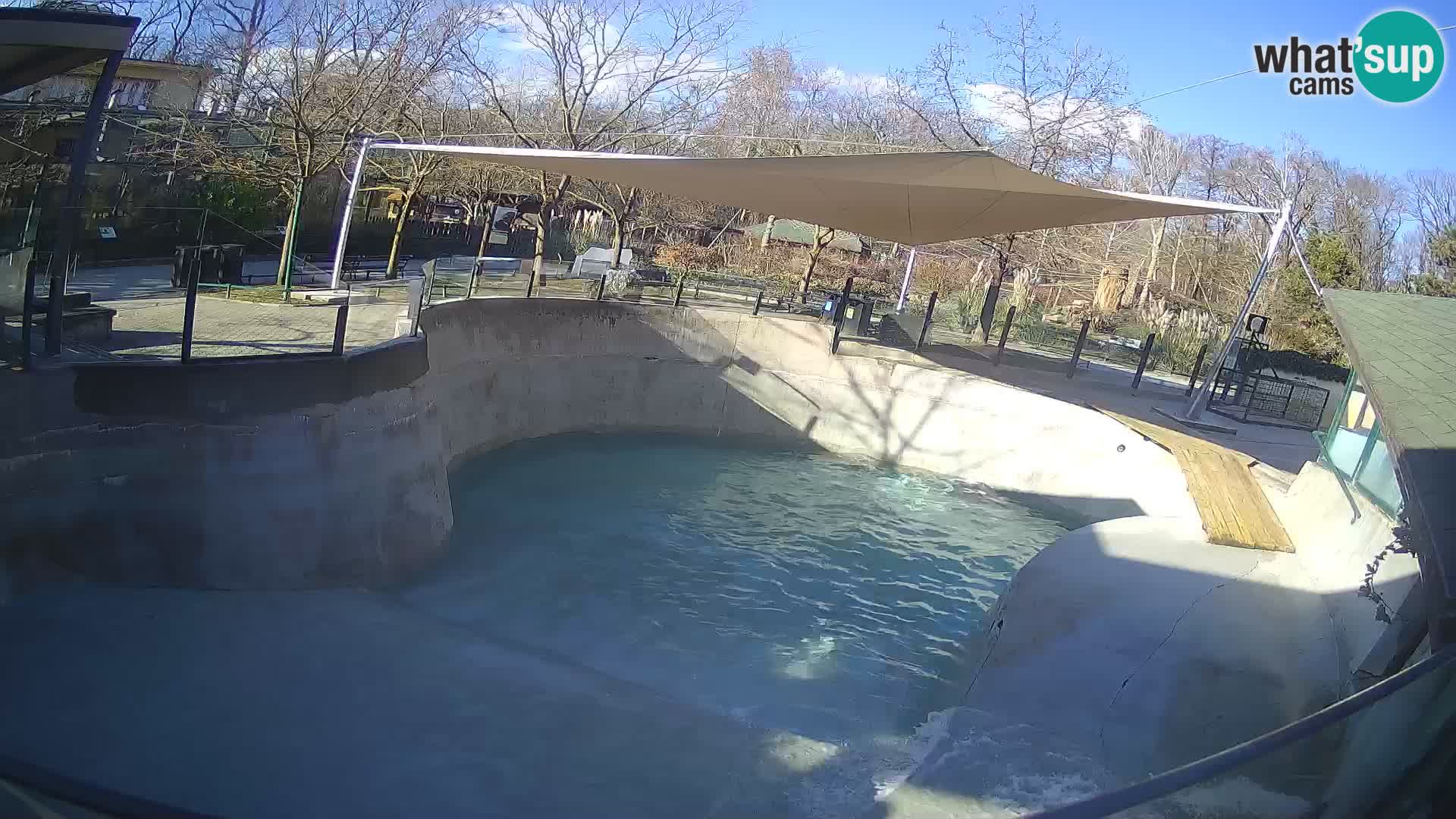 Zoo Zagreb – California Sea Lion