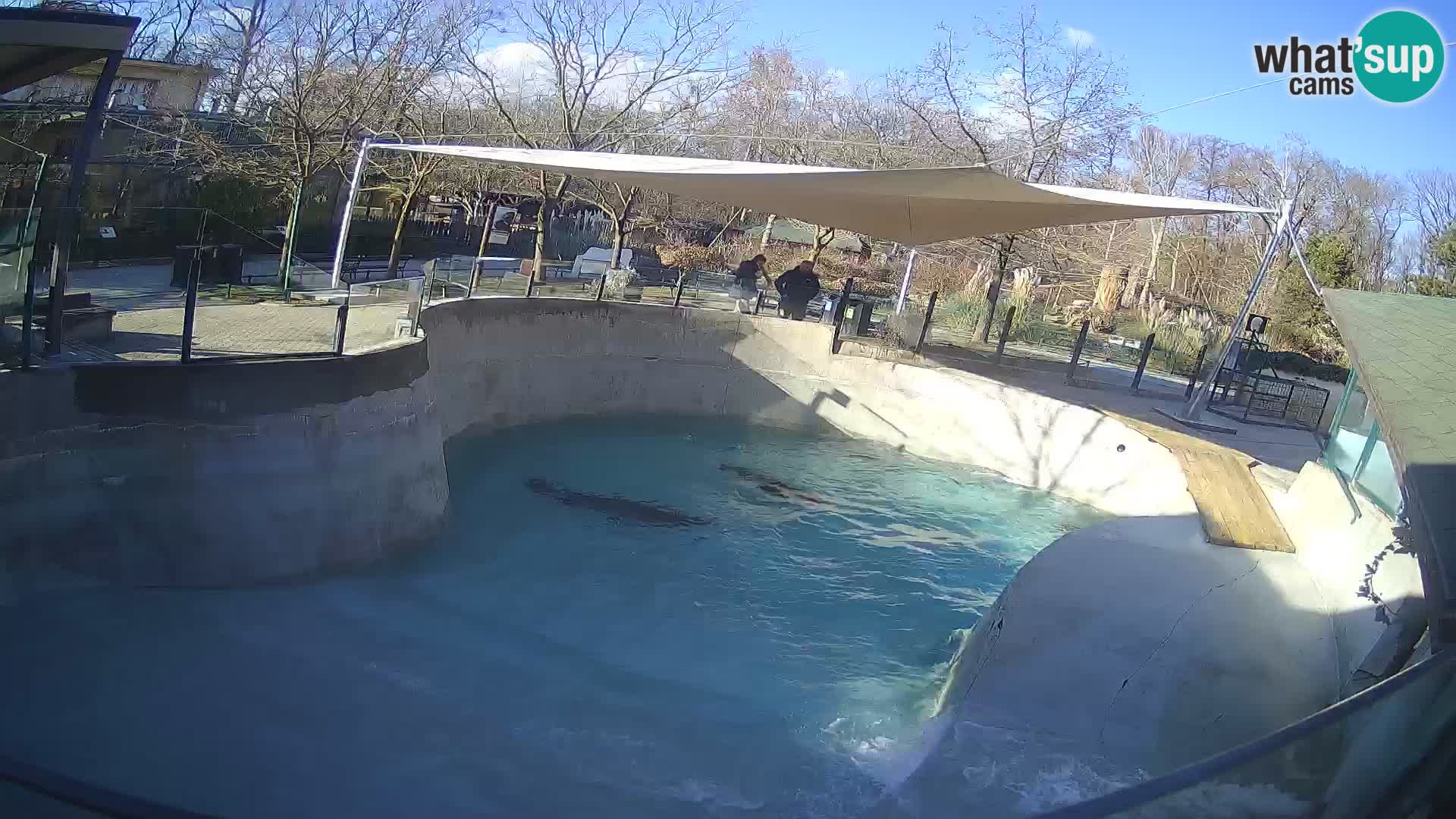 Zoo Zagreb – California Sea Lion