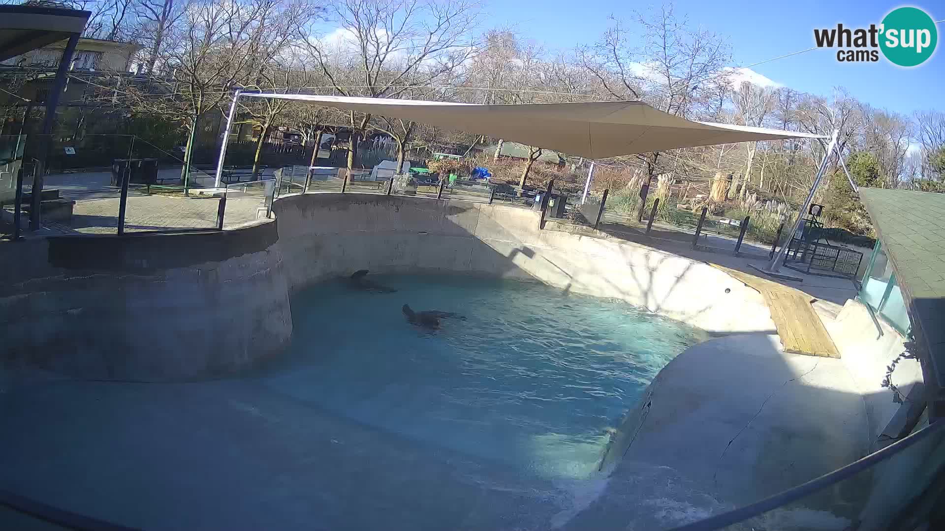 Zoo Zagreb – California Sea Lion