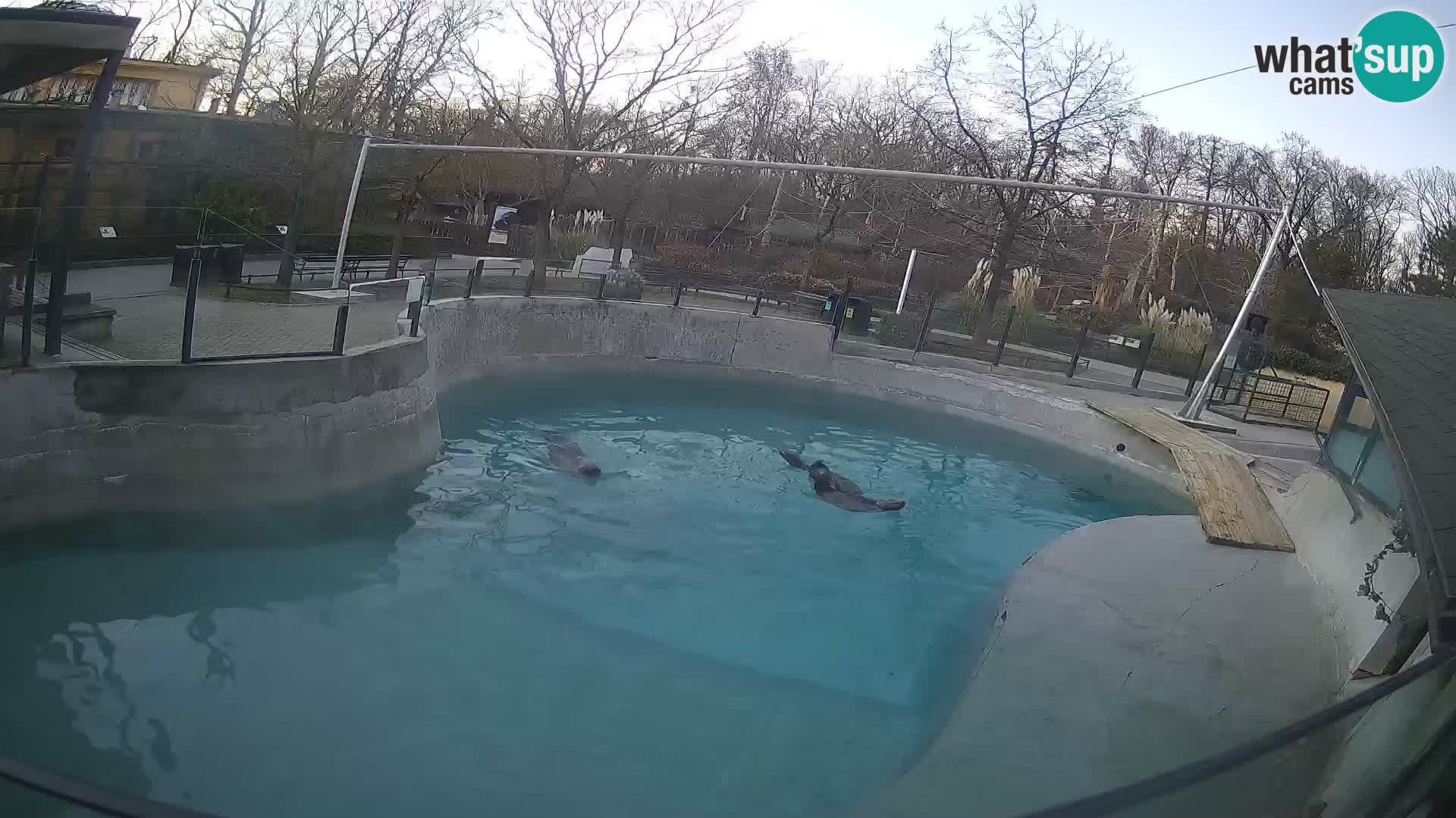 Zoo Zagreb – California Sea Lion