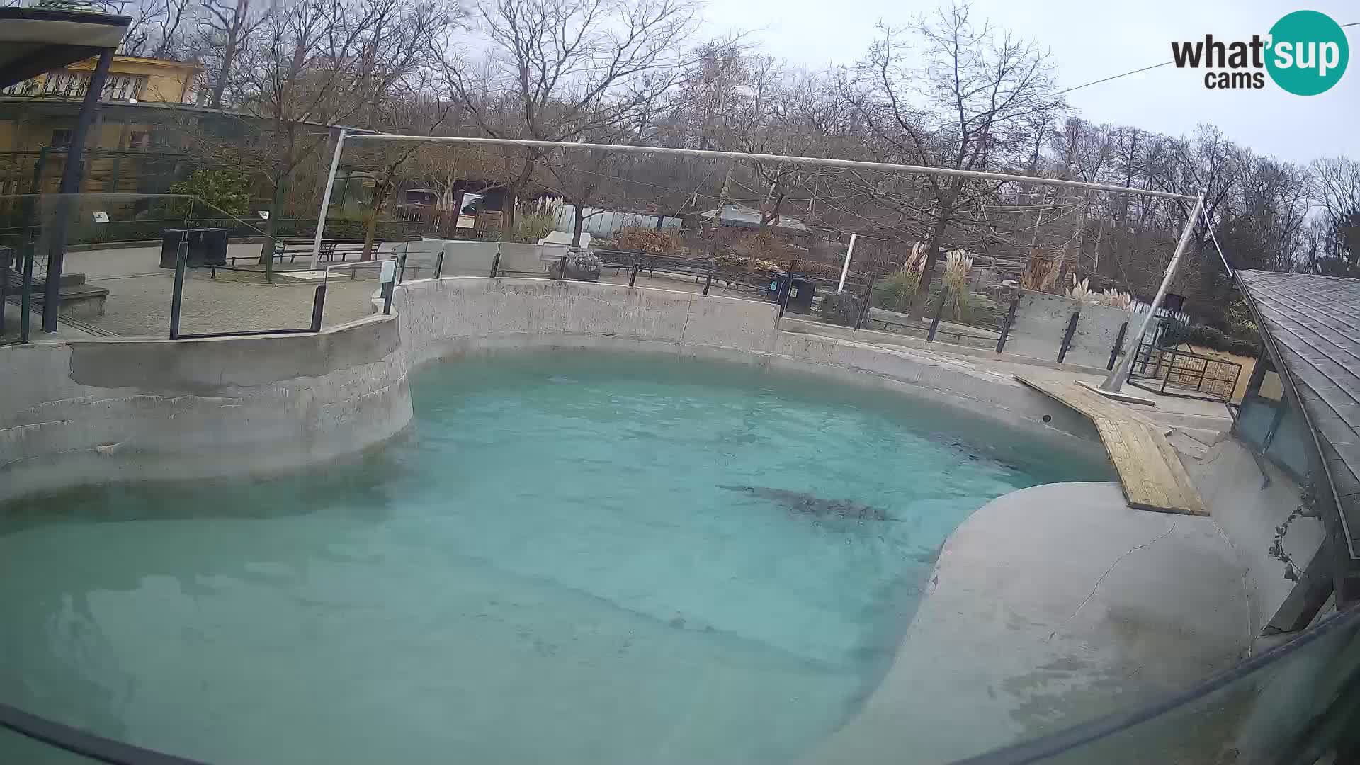 Zoo Zagreb – California Sea Lion