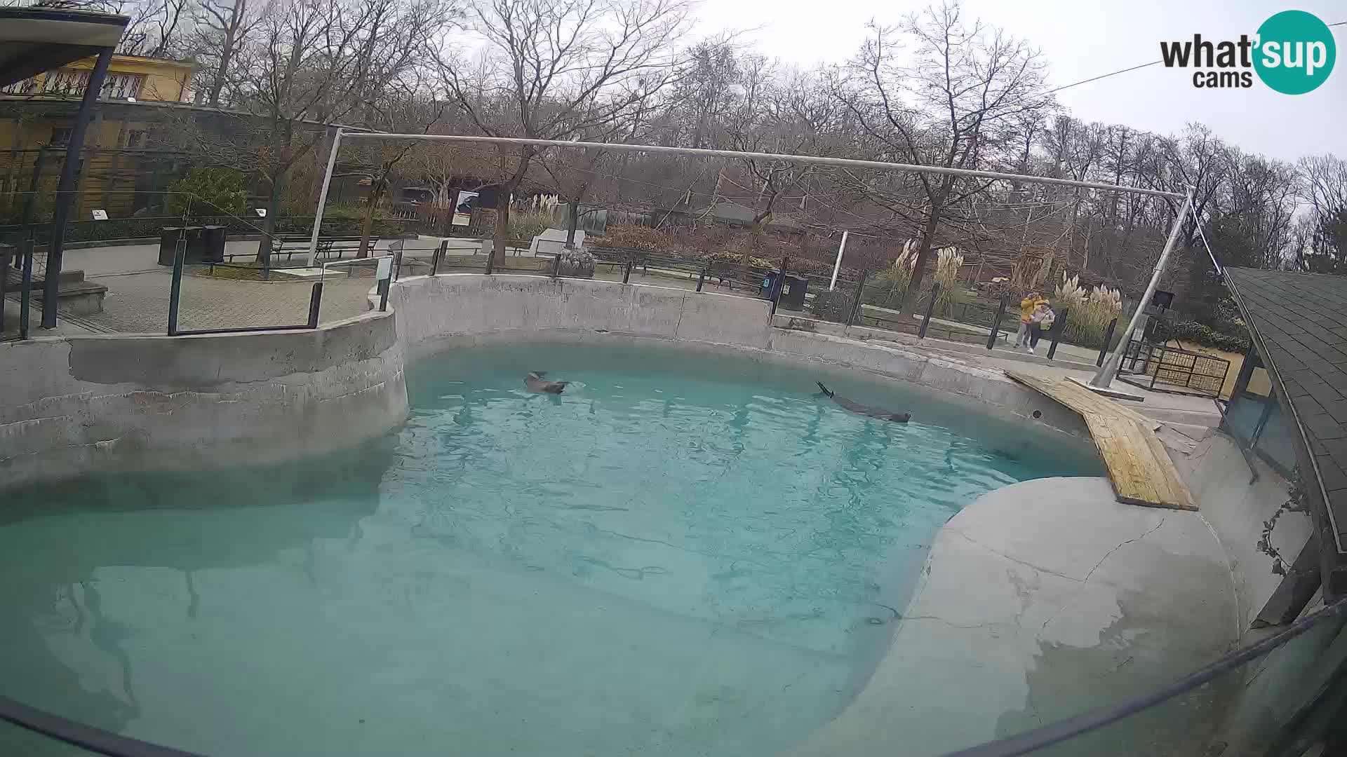 Zoo Zagreb – California Sea Lion