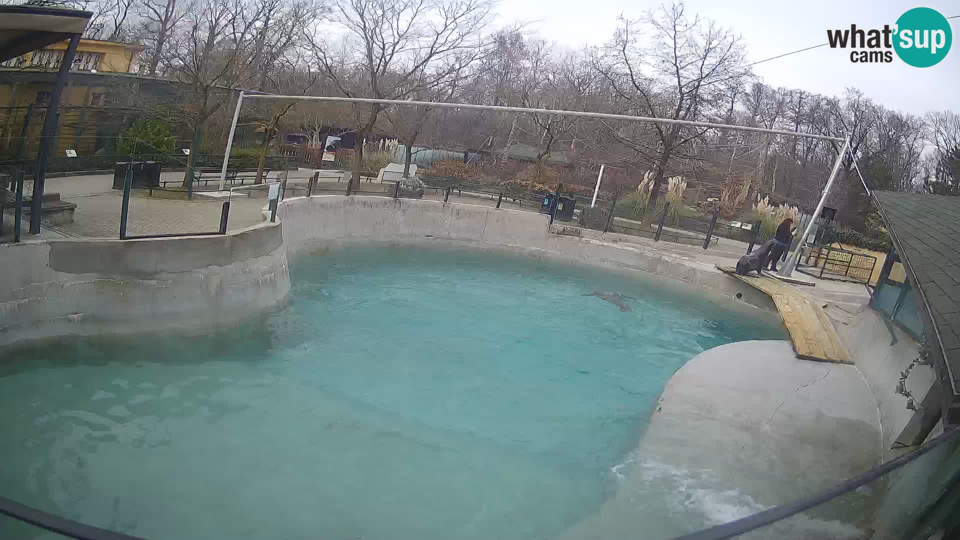 Zoo Zagreb – California Sea Lion