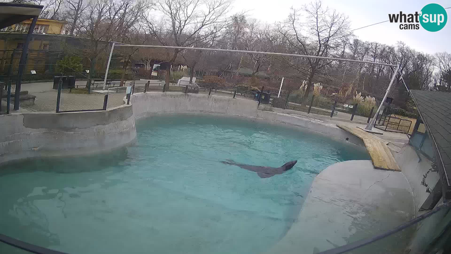 Zoo Zagreb – California Sea Lion