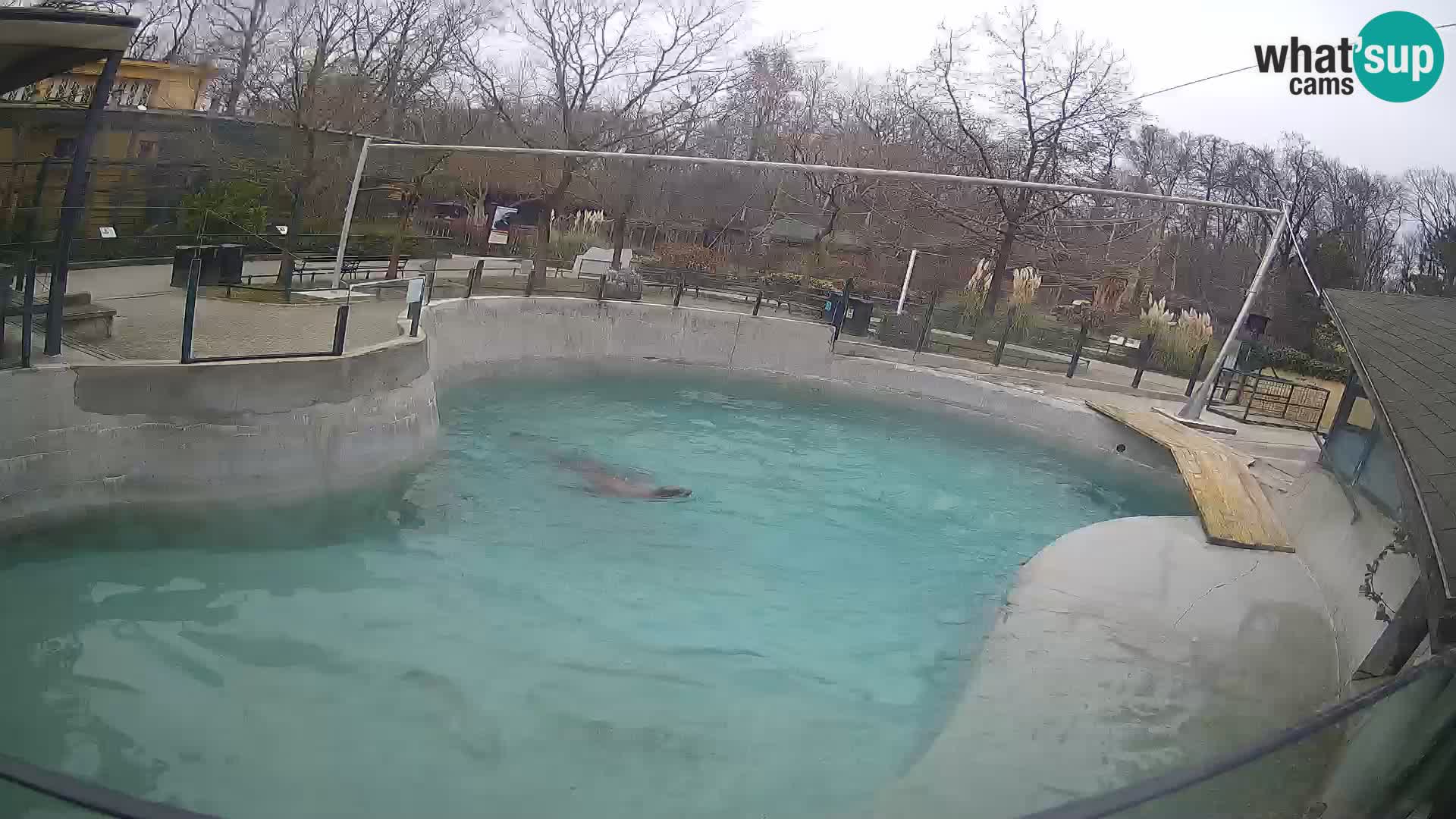 Zoo Zagreb – California Sea Lion