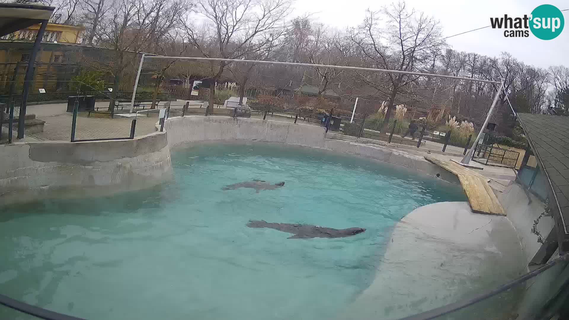 Zoo Zagreb – California Sea Lion