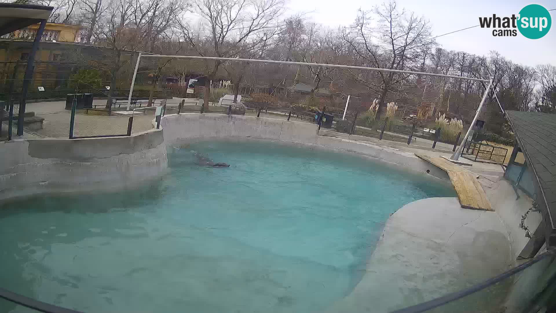 Zoo Zagreb – California Sea Lion