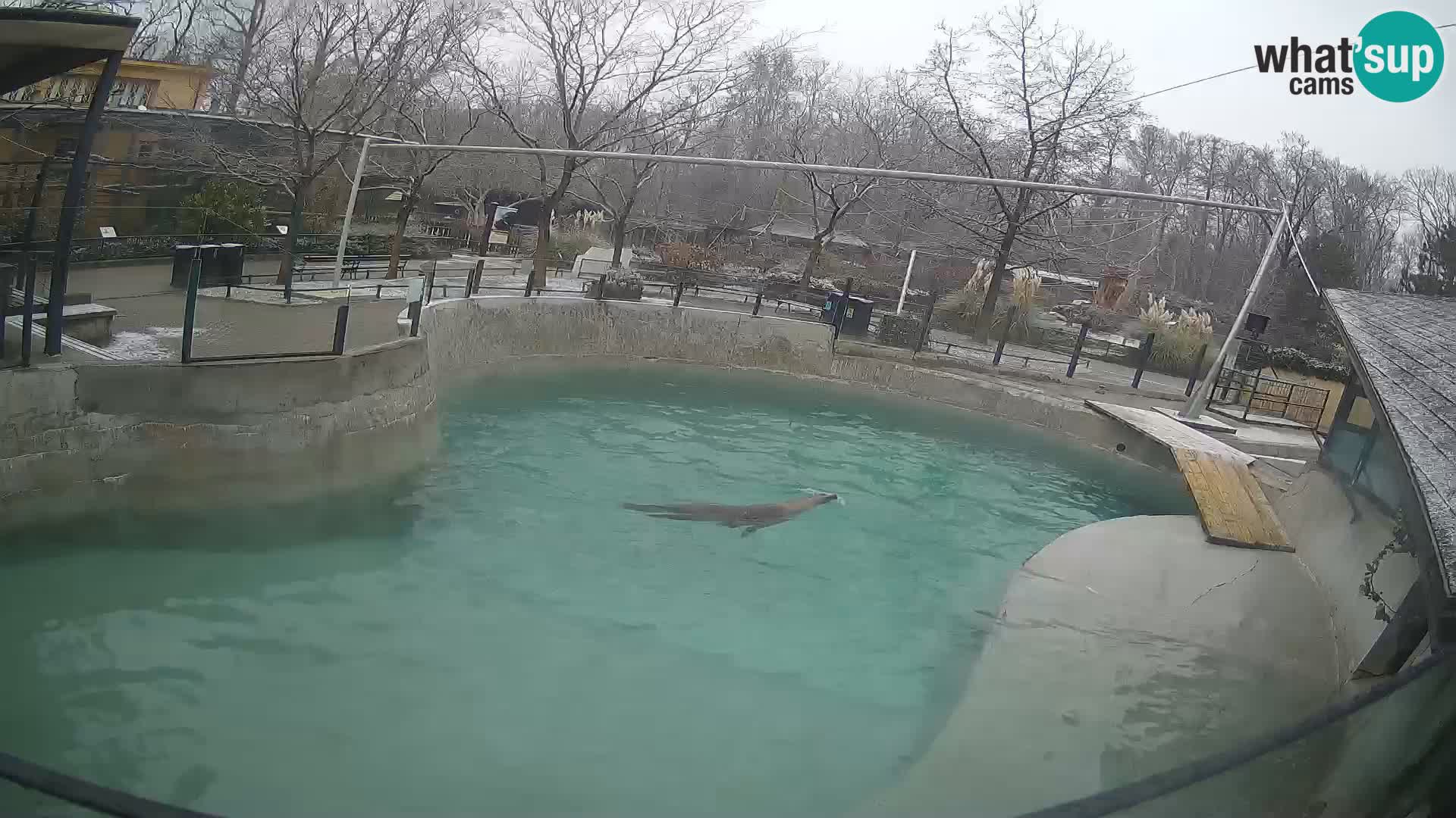 Zoo Zagreb – California Sea Lion