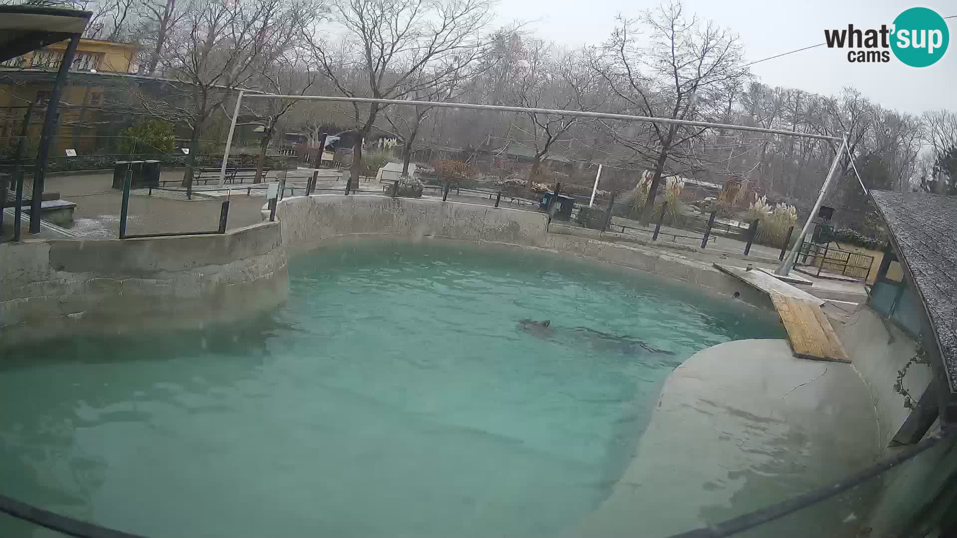 Zoo Zagreb – California Sea Lion