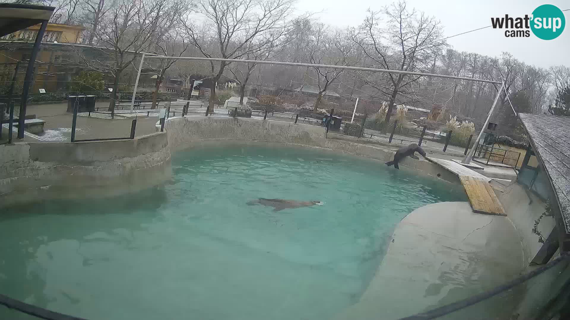 Zoo Zagreb – California Sea Lion