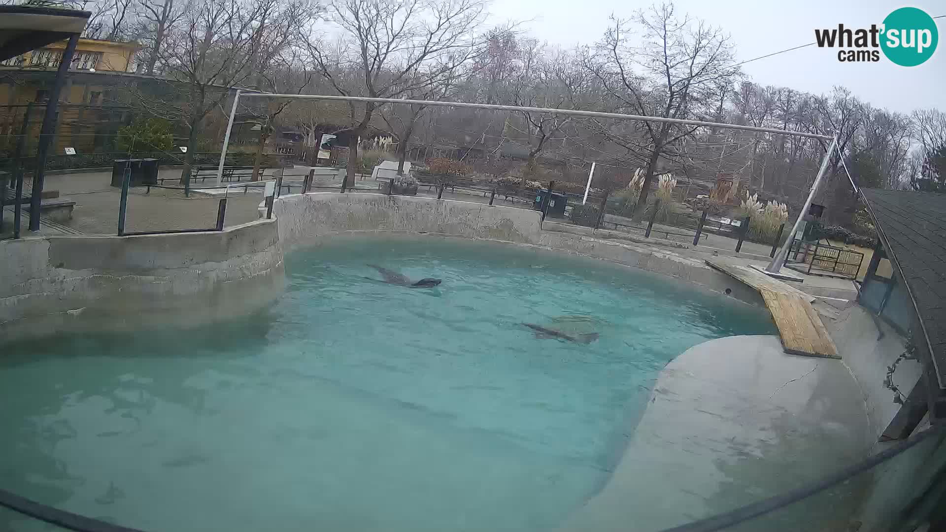 Zoo Zagreb – California Sea Lion