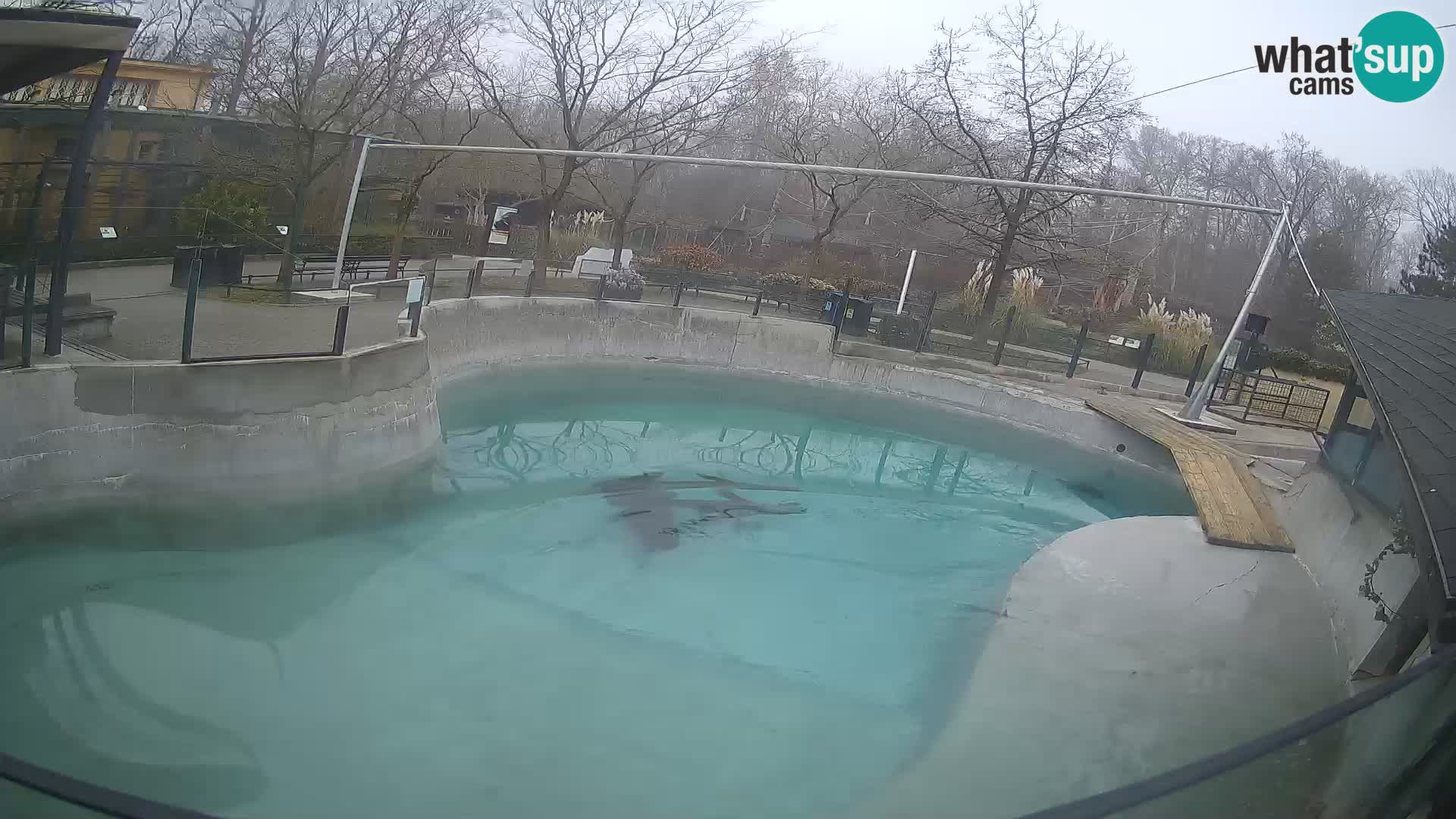 Zoo Zagreb –  León marino de California