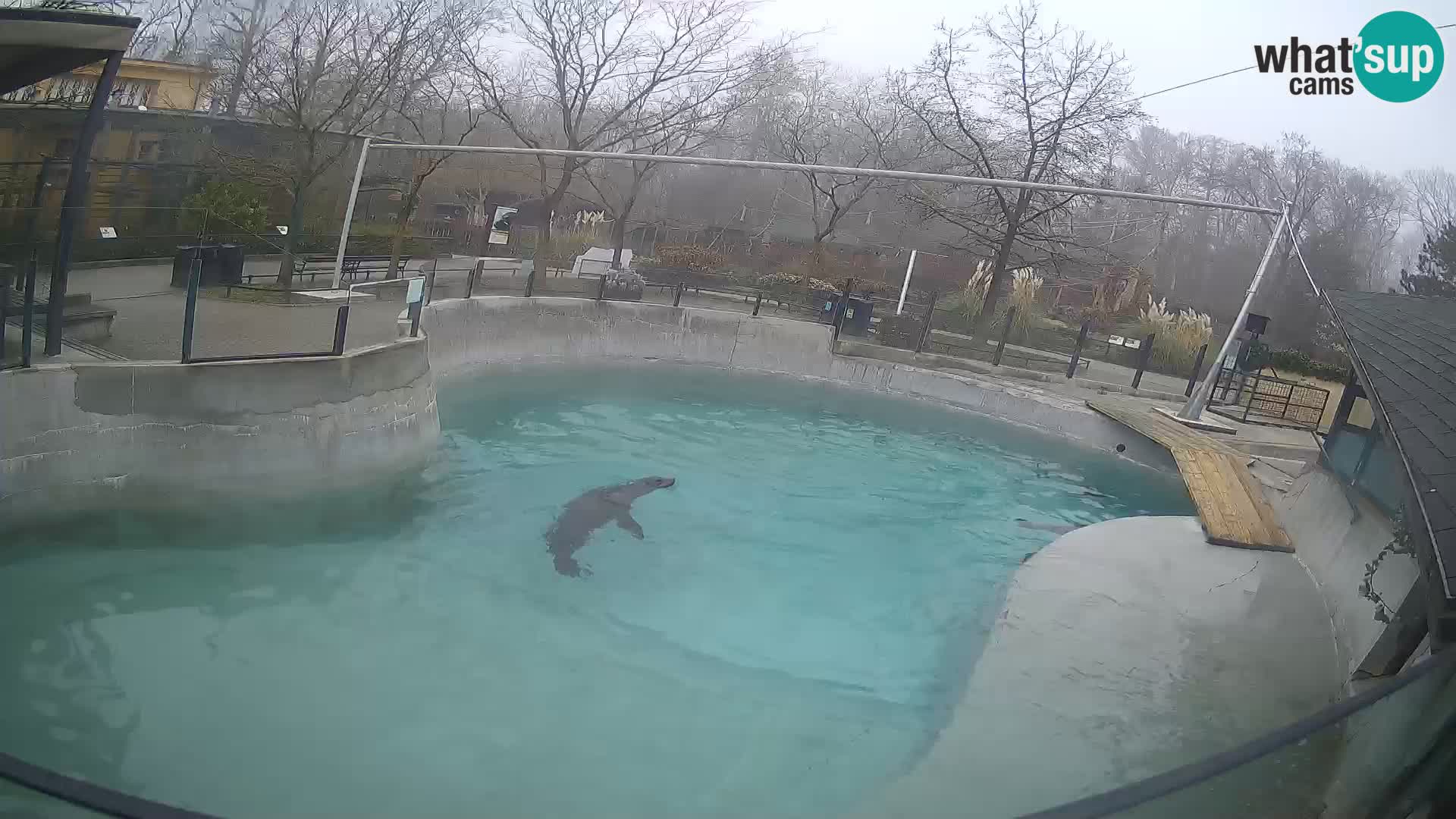 Zoo Zagreb – California Sea Lion