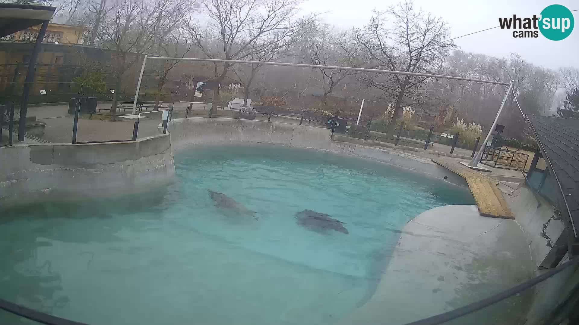 Zoo Zagreb – California Sea Lion