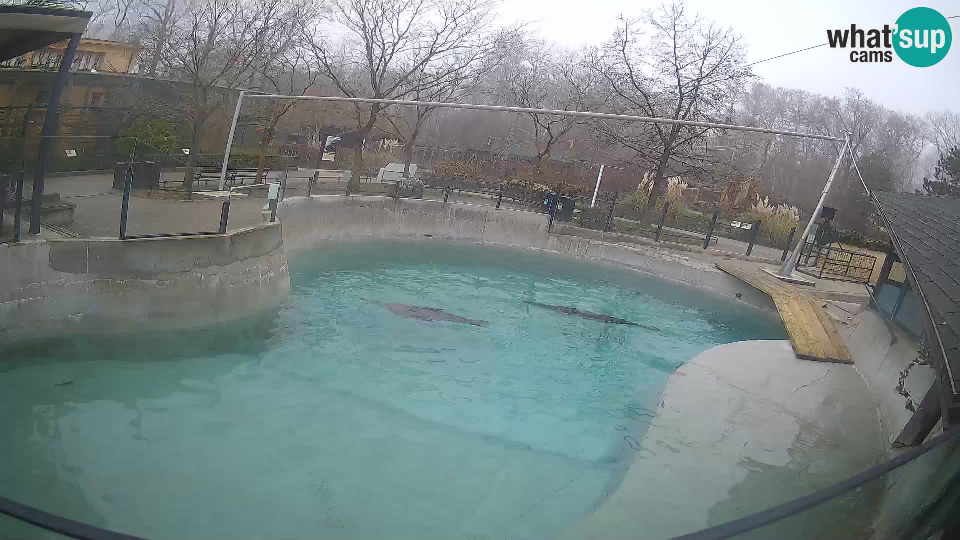 Zoo Zagreb – California Sea Lion