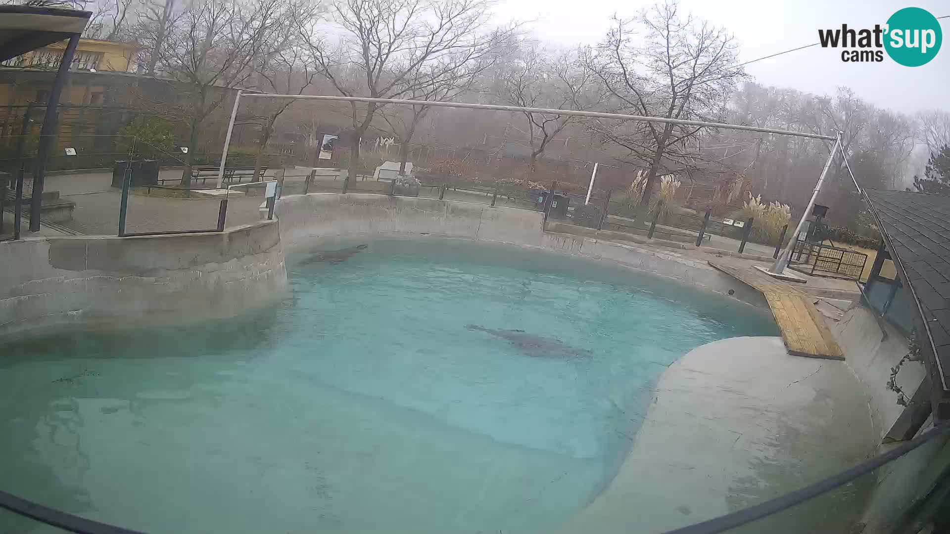 Zoo Zagreb –  León marino de California