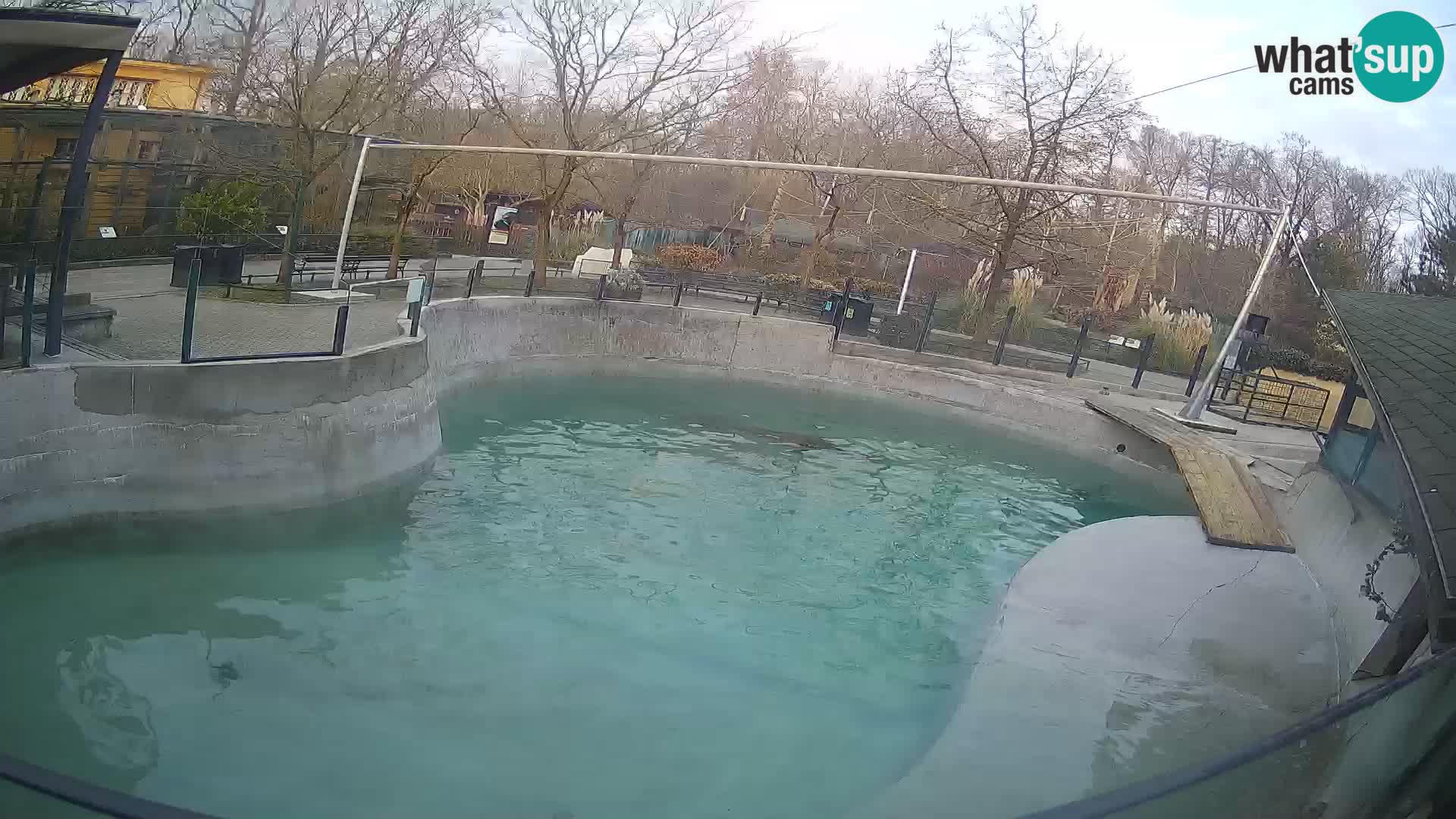 Zoo Zagreb –  León marino de California